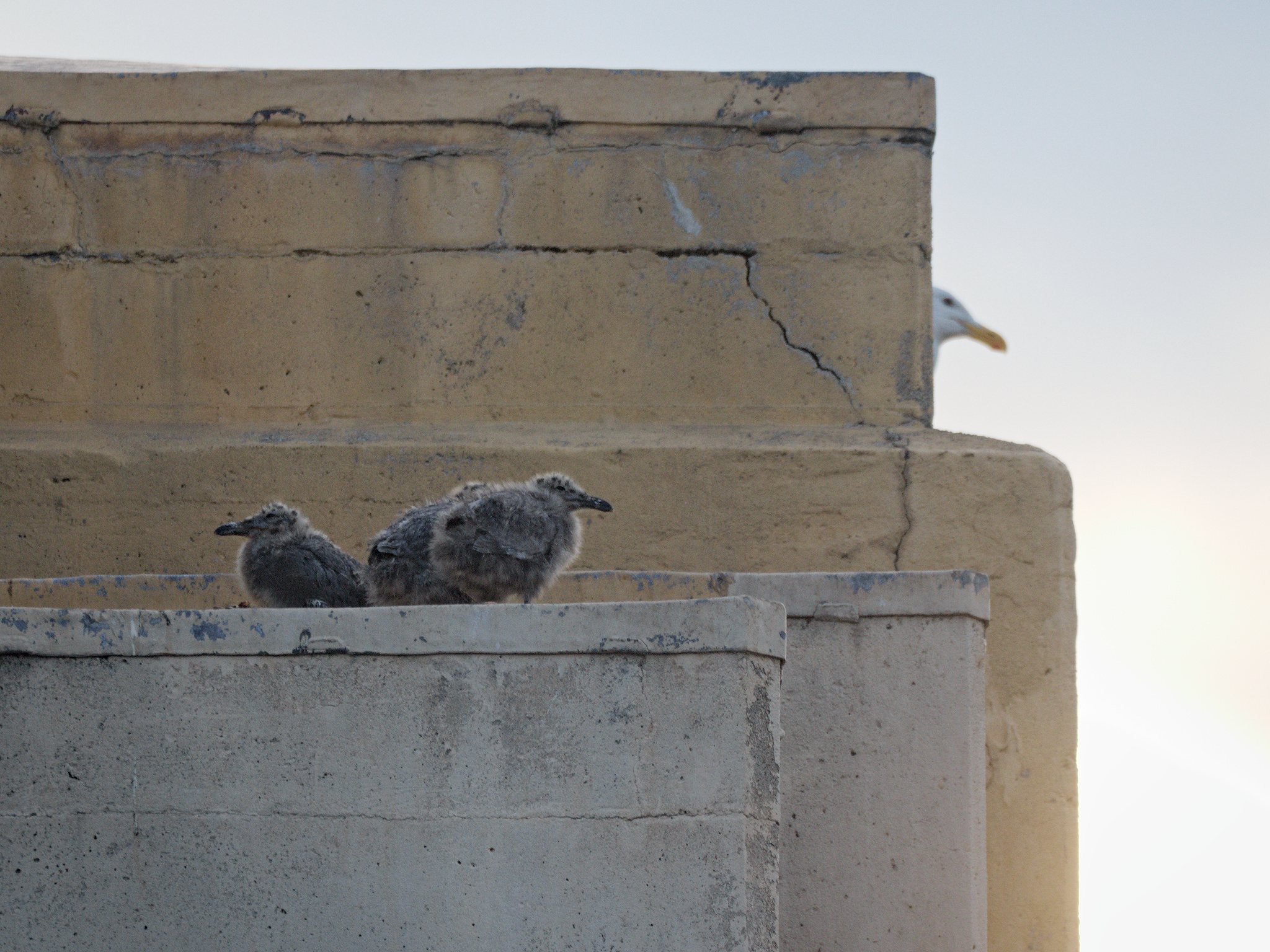 Burrard Nest #1