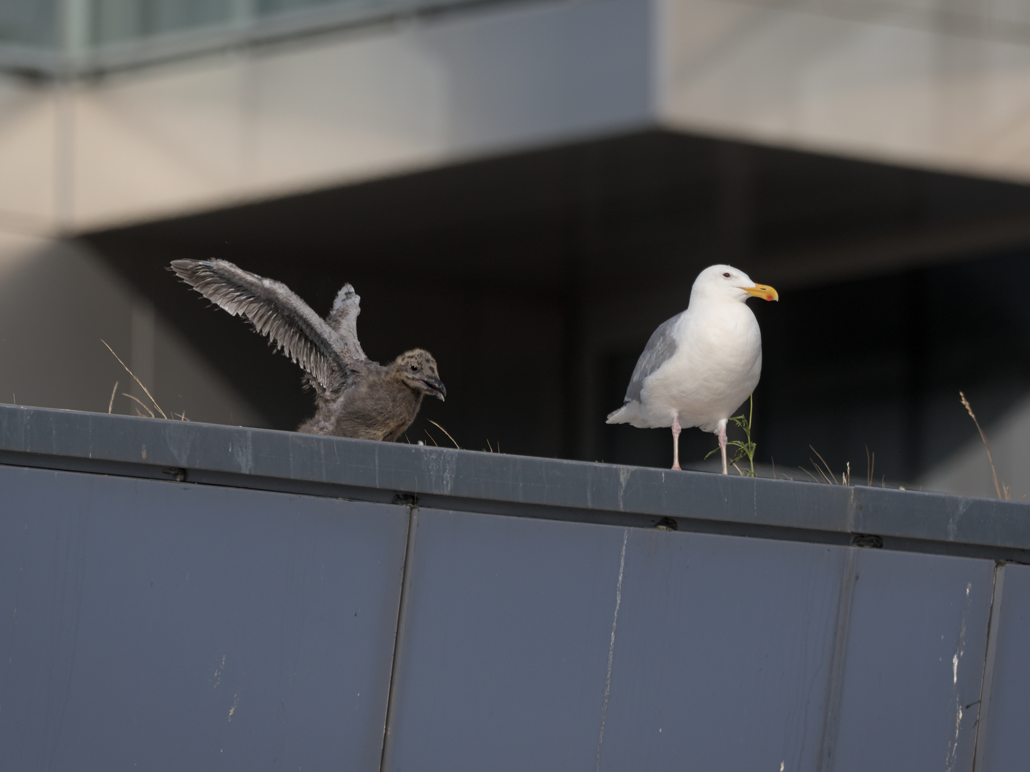 University Nest