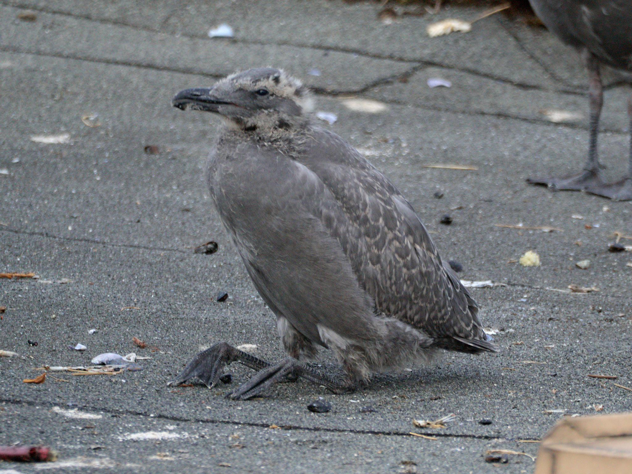 Cambie Nest