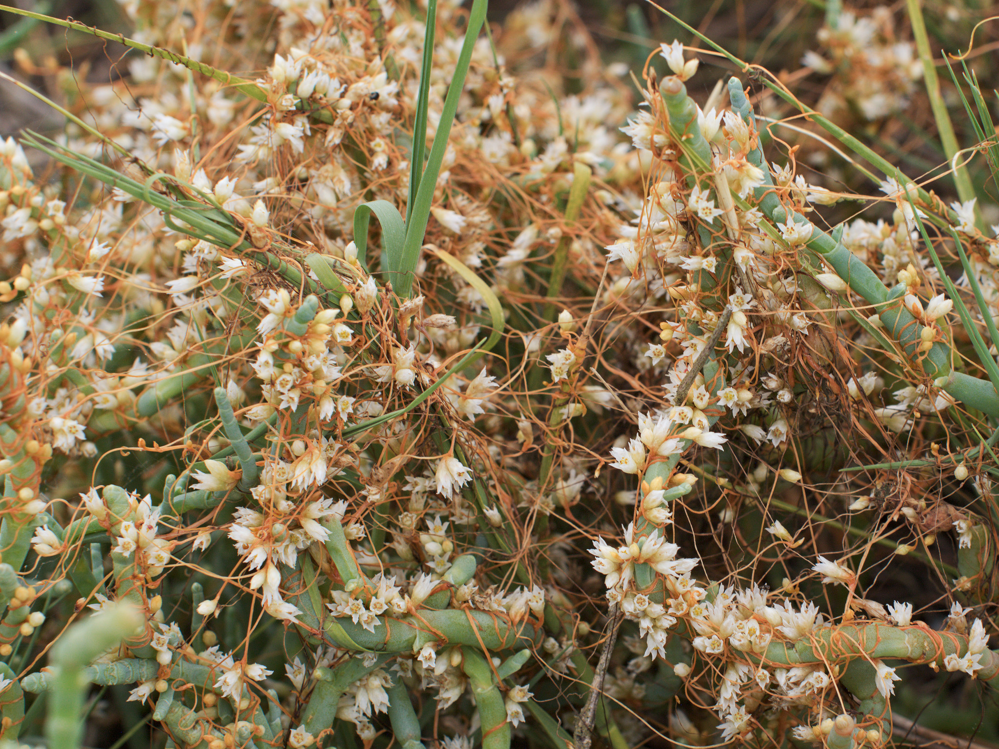 Cuscuta
