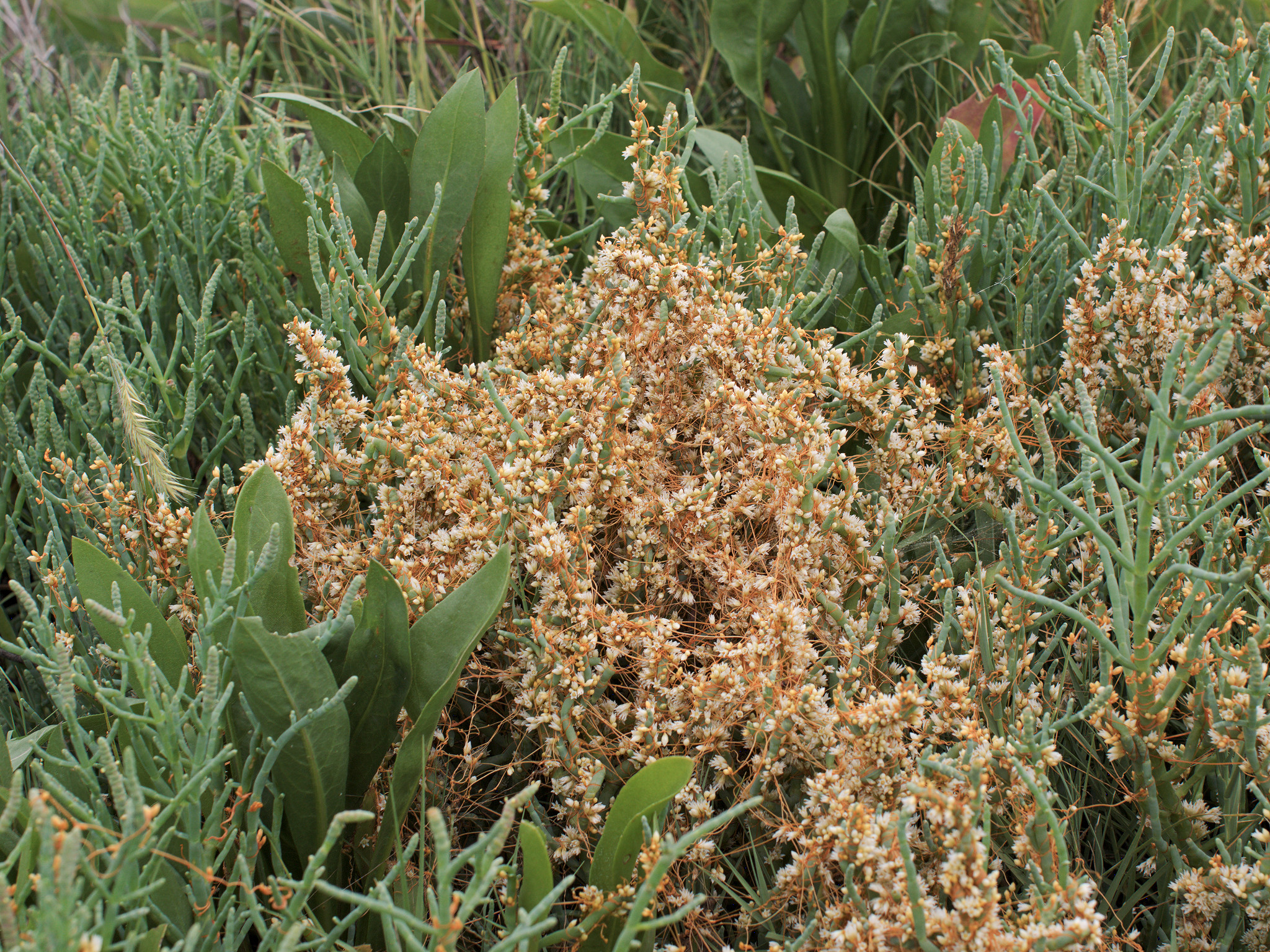 Cuscuta