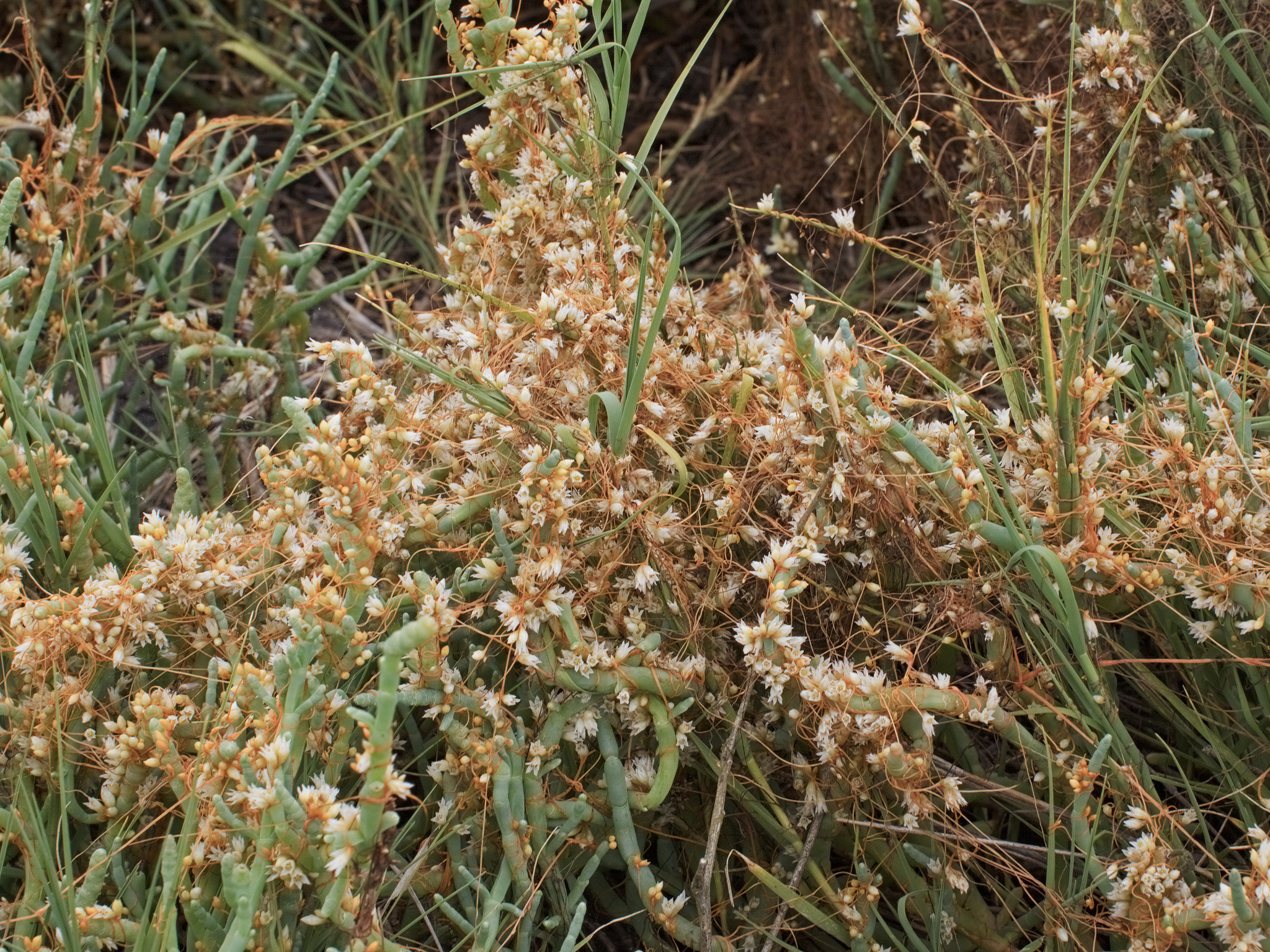 Cuscuta in flower
