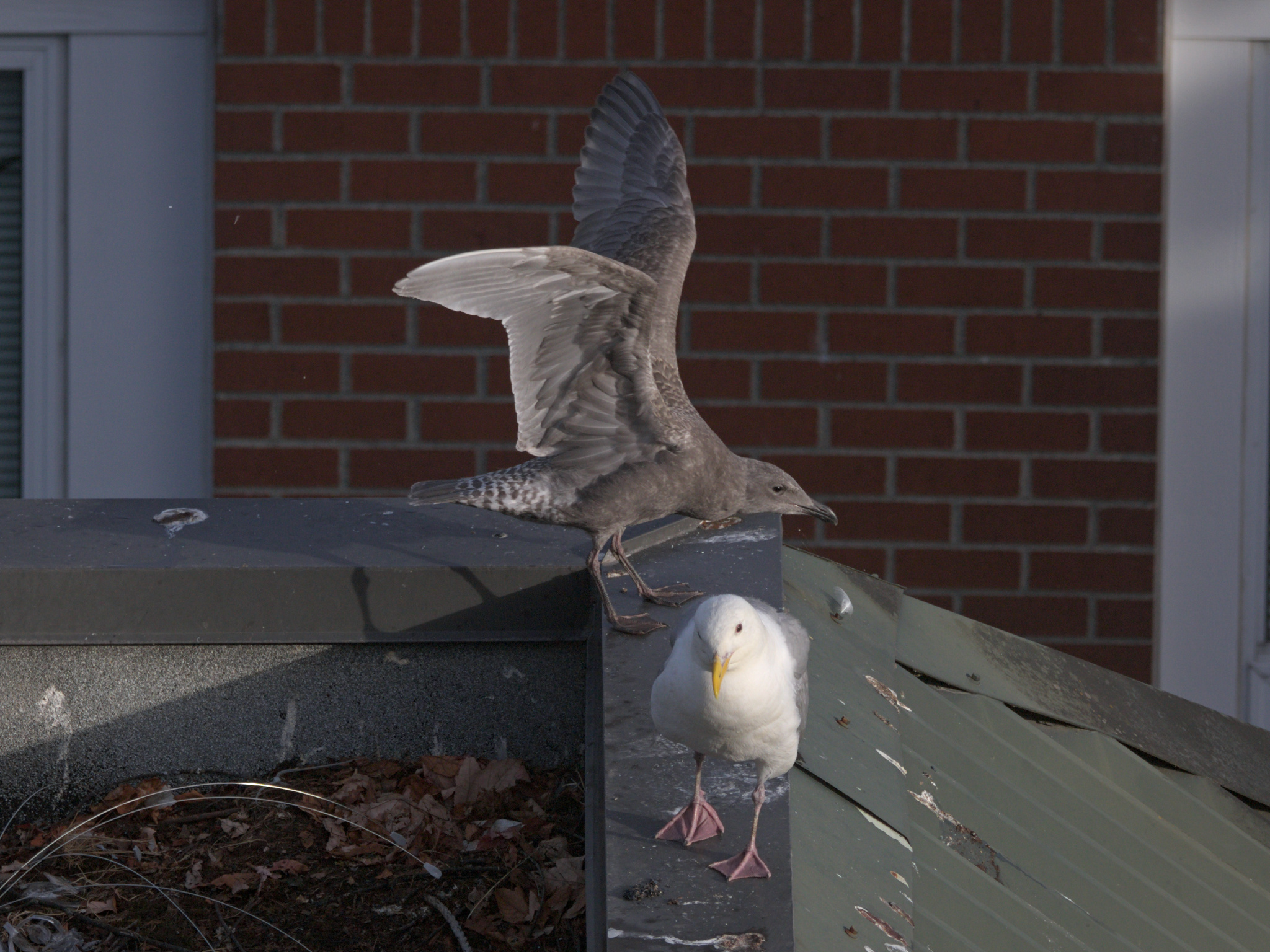 Culinary Nest