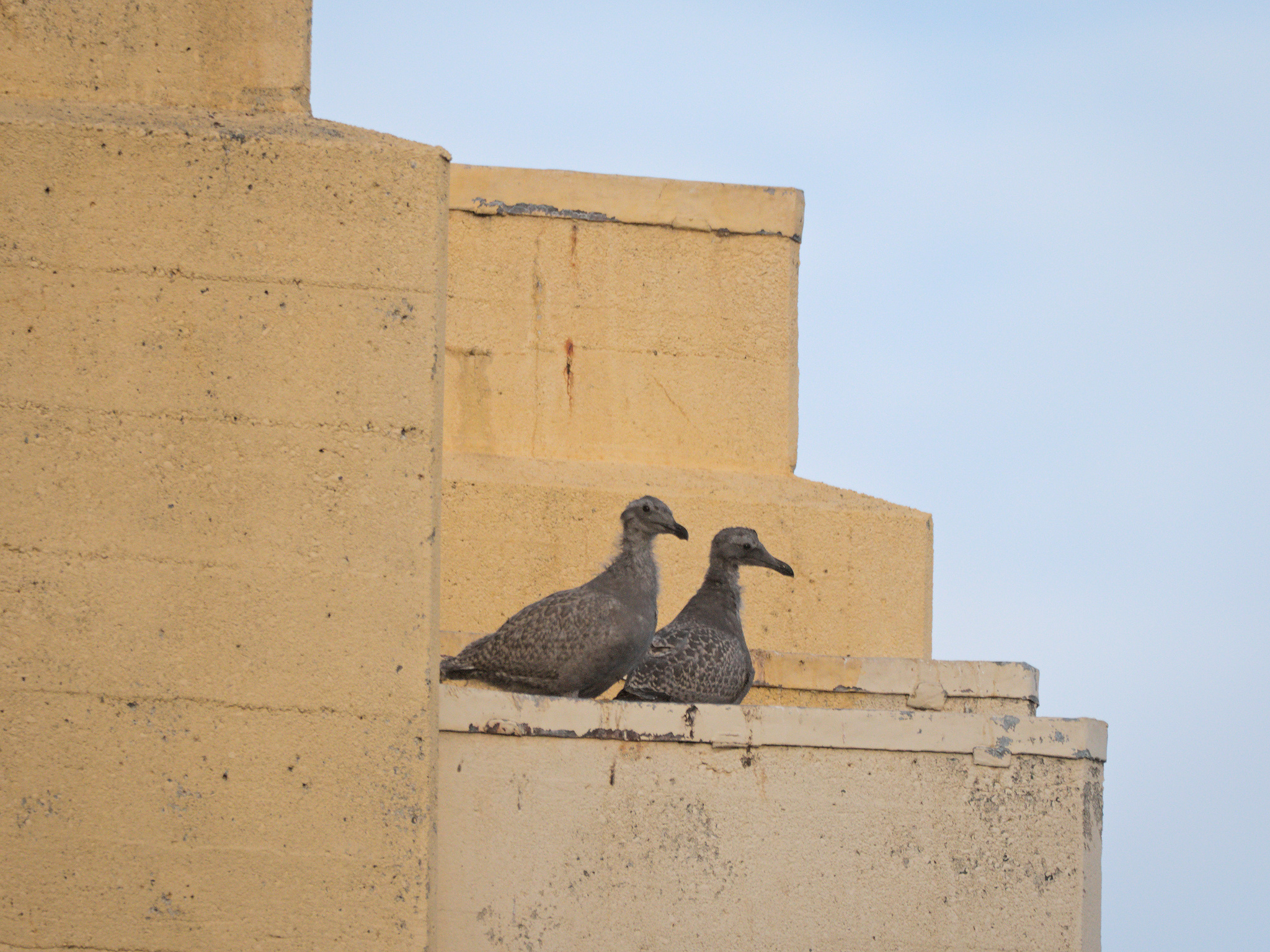 Burrard Nest #4