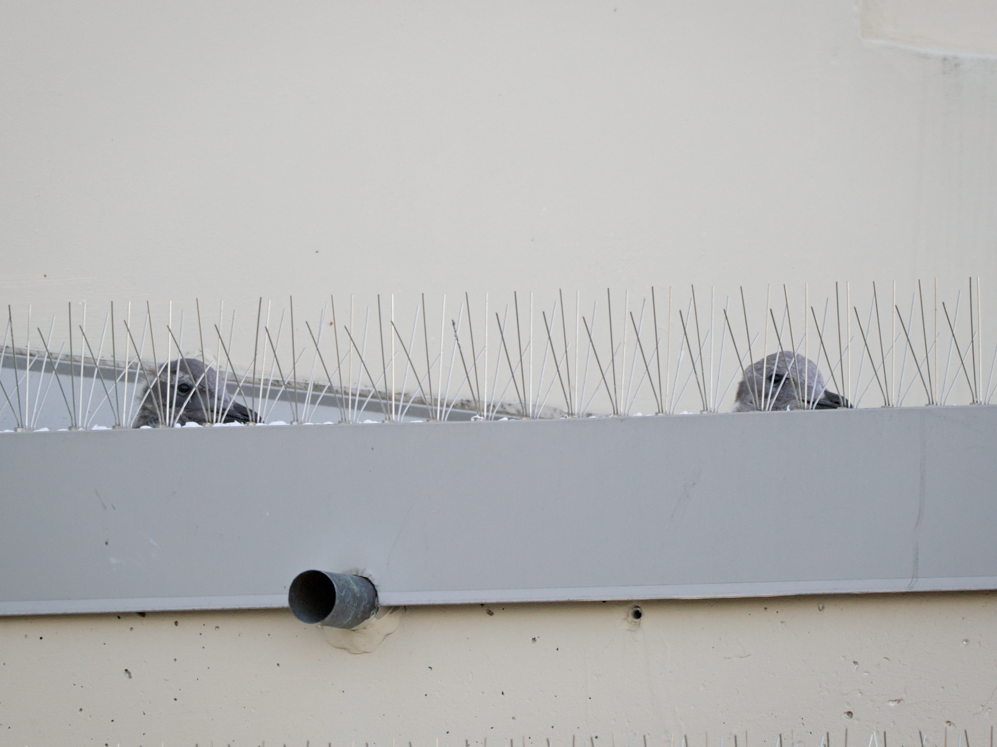 Beach Ave Nest