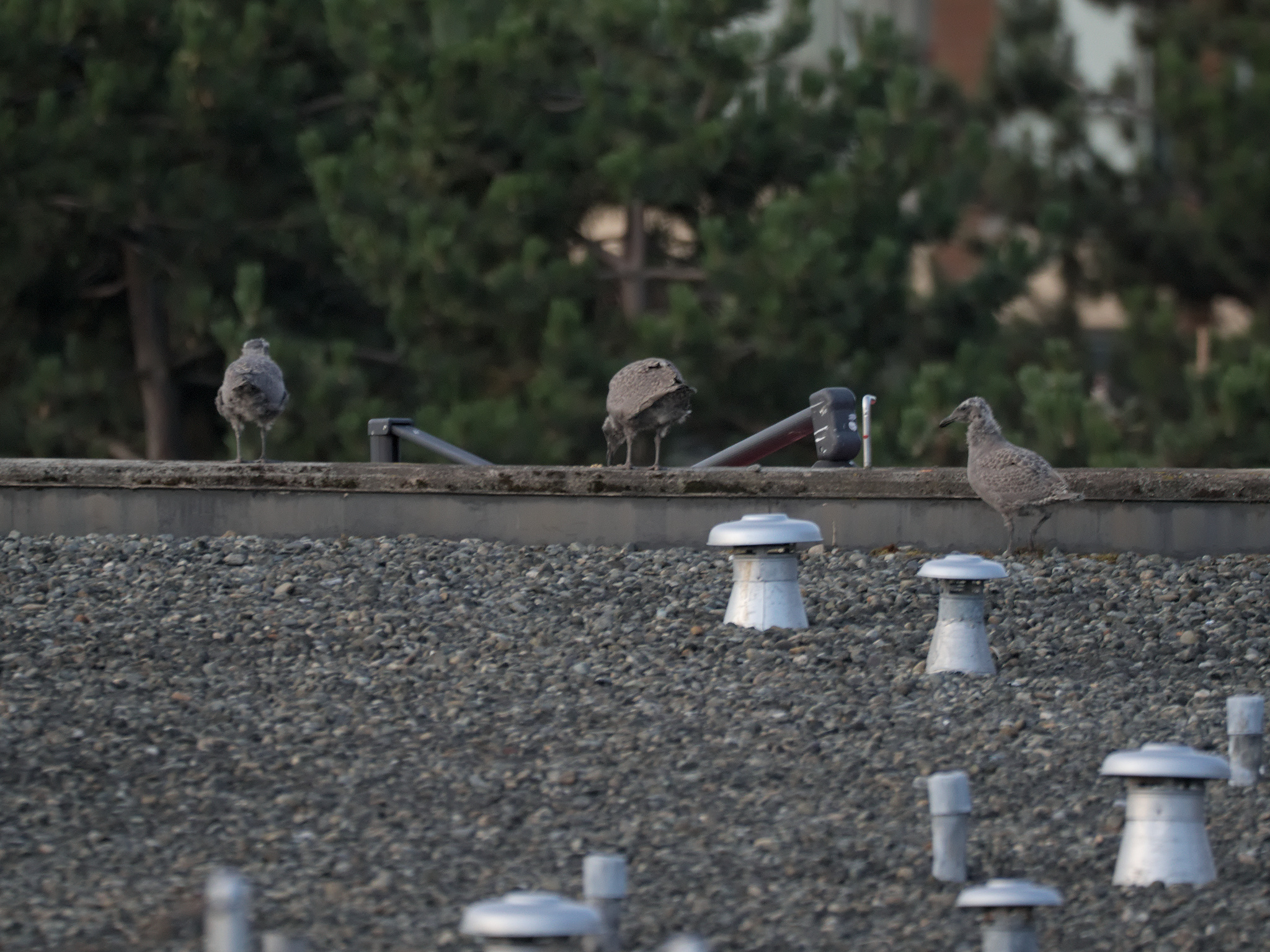 Clipper Nests