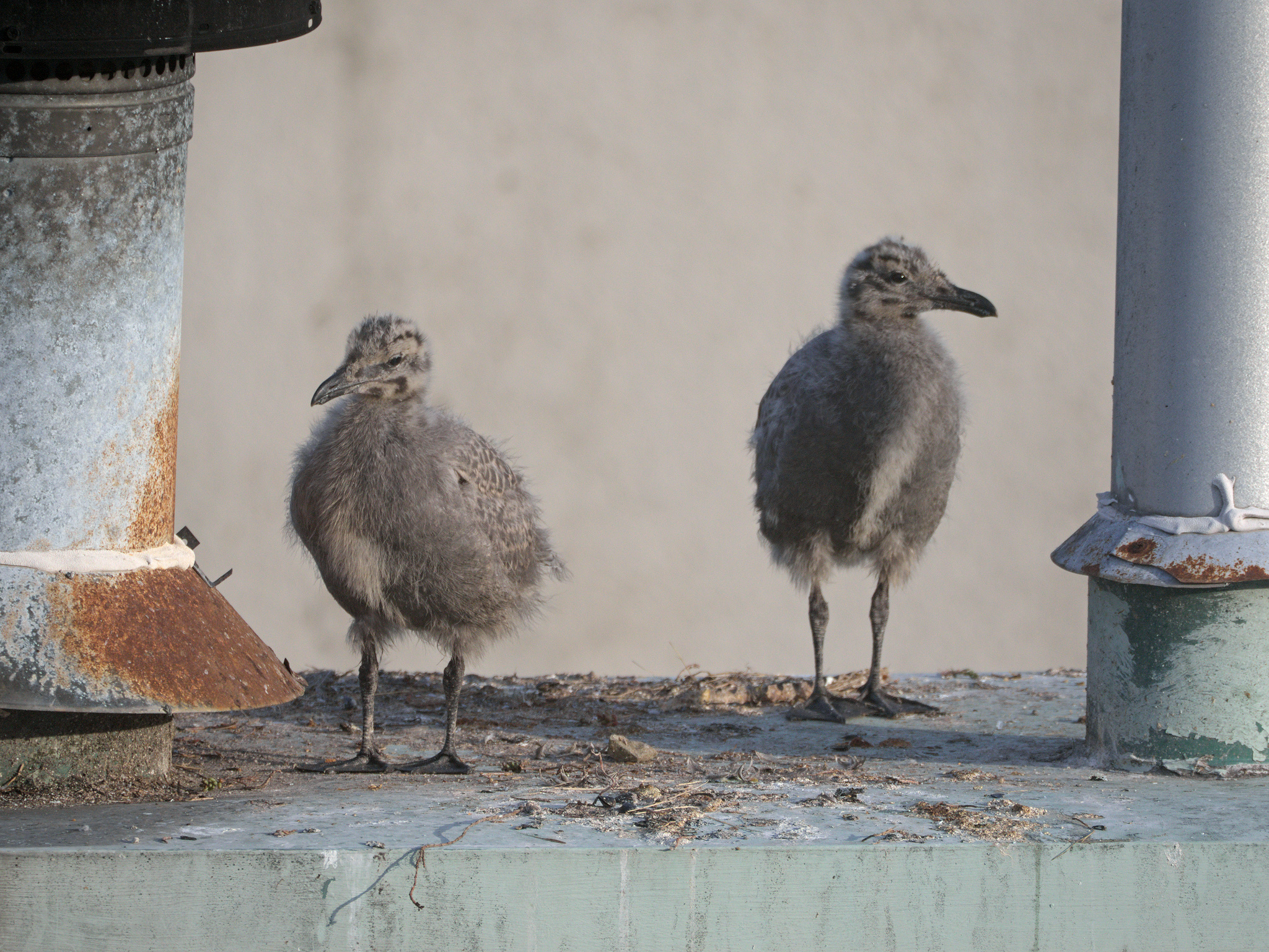 Chimney Nest