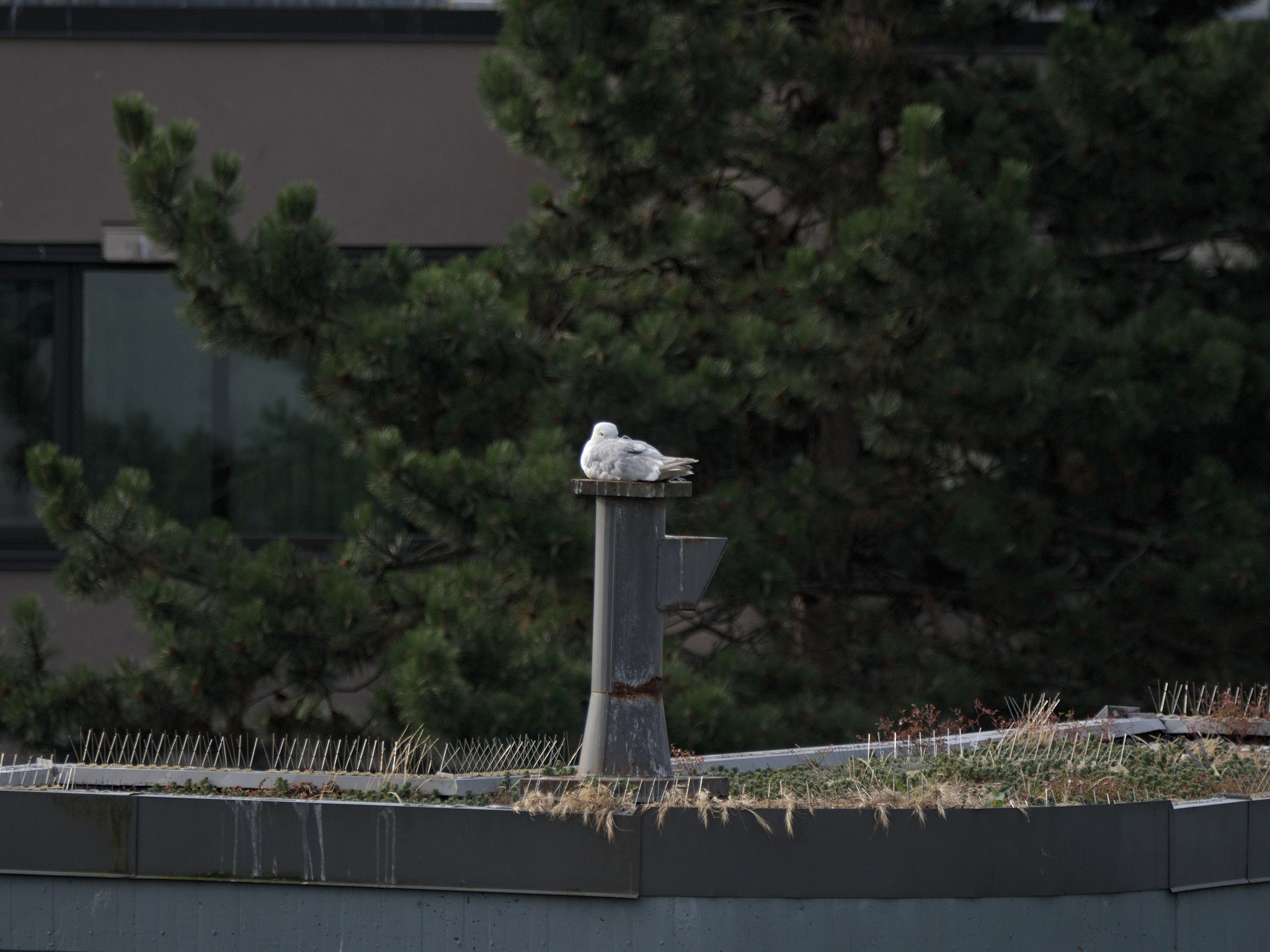 Fountain Nest