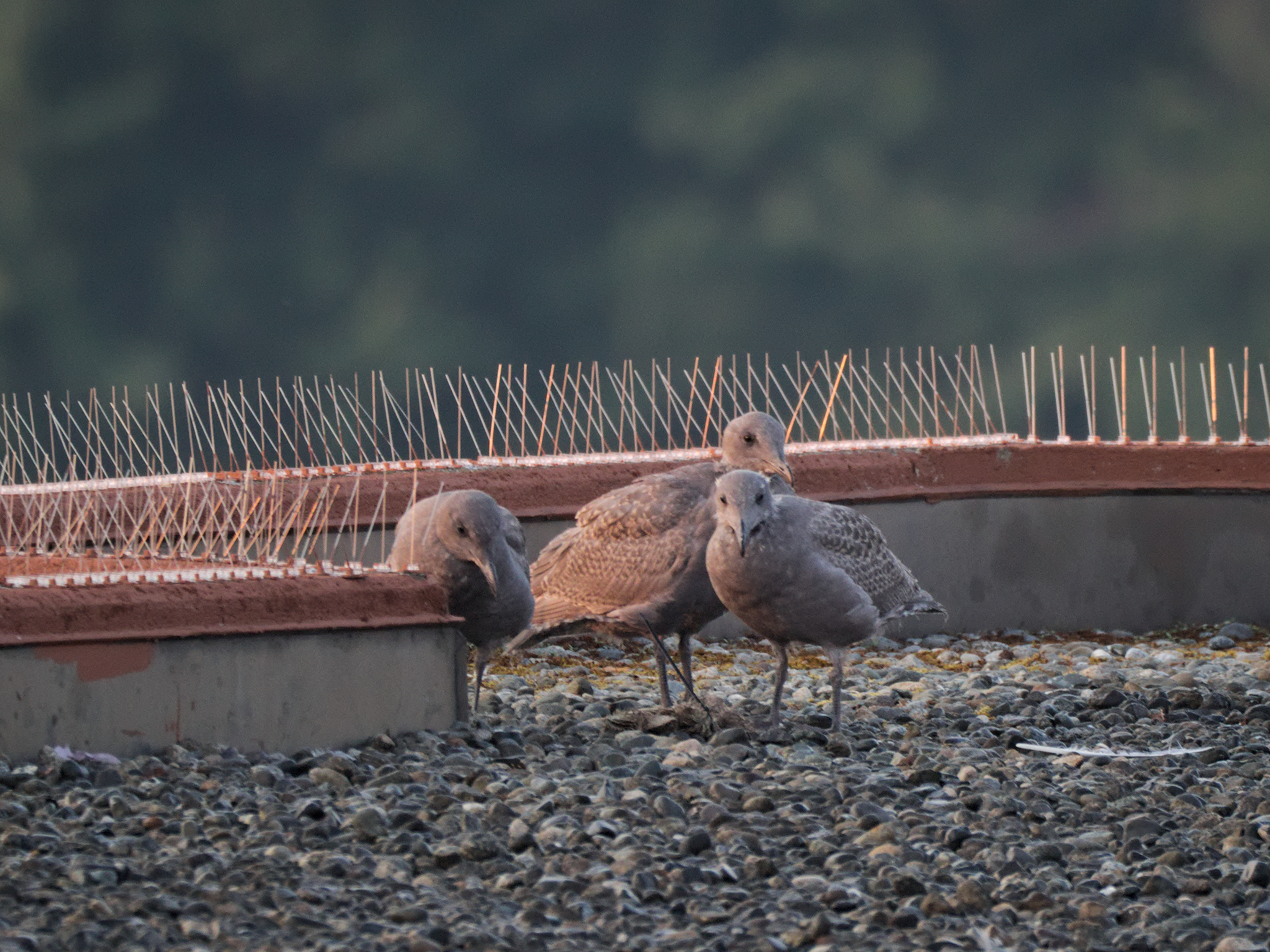Clipper Nest