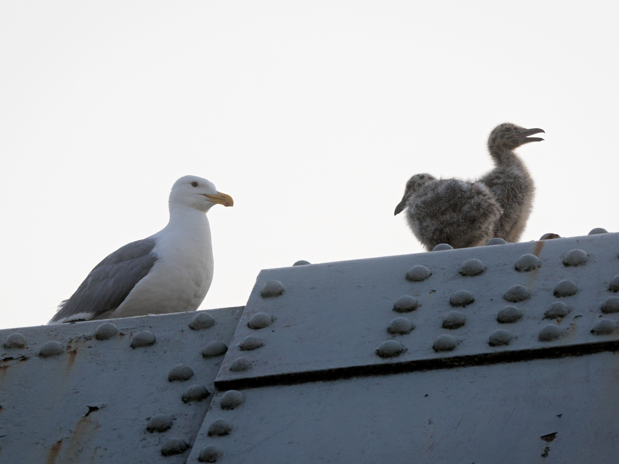 Burrard Nest #5 (new)