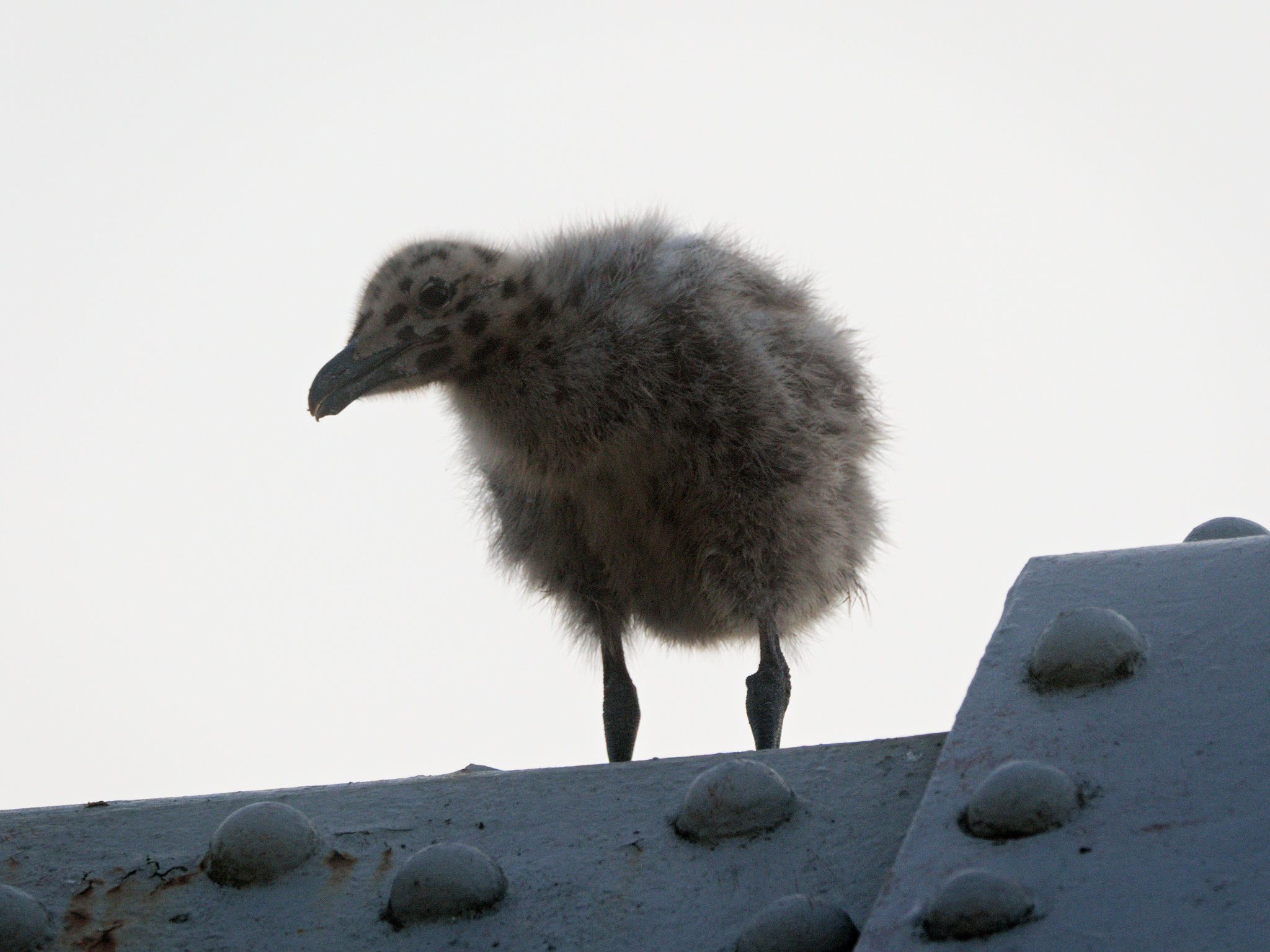 Burrard Nest #5 (new)