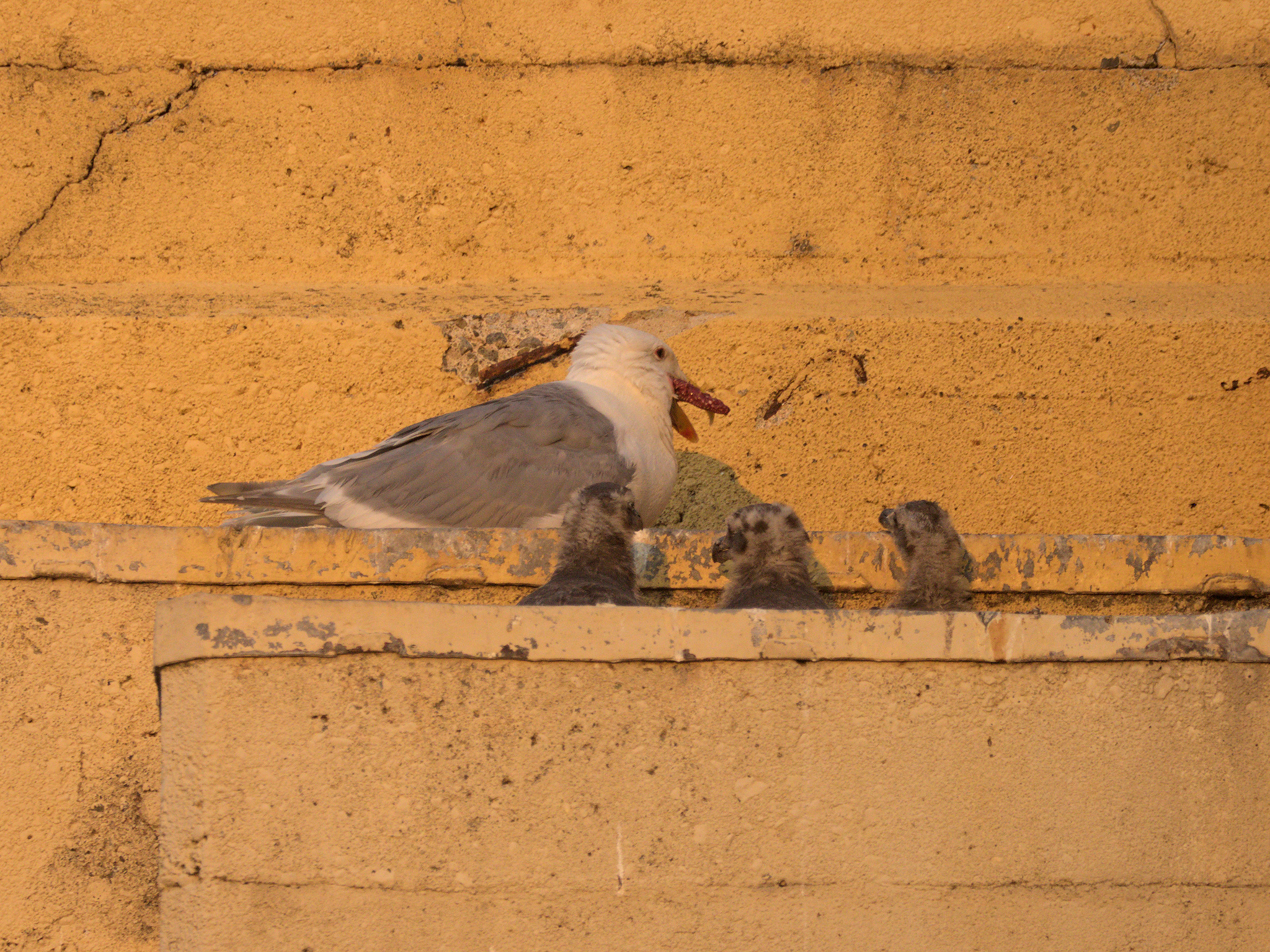 Burrard Nest #2