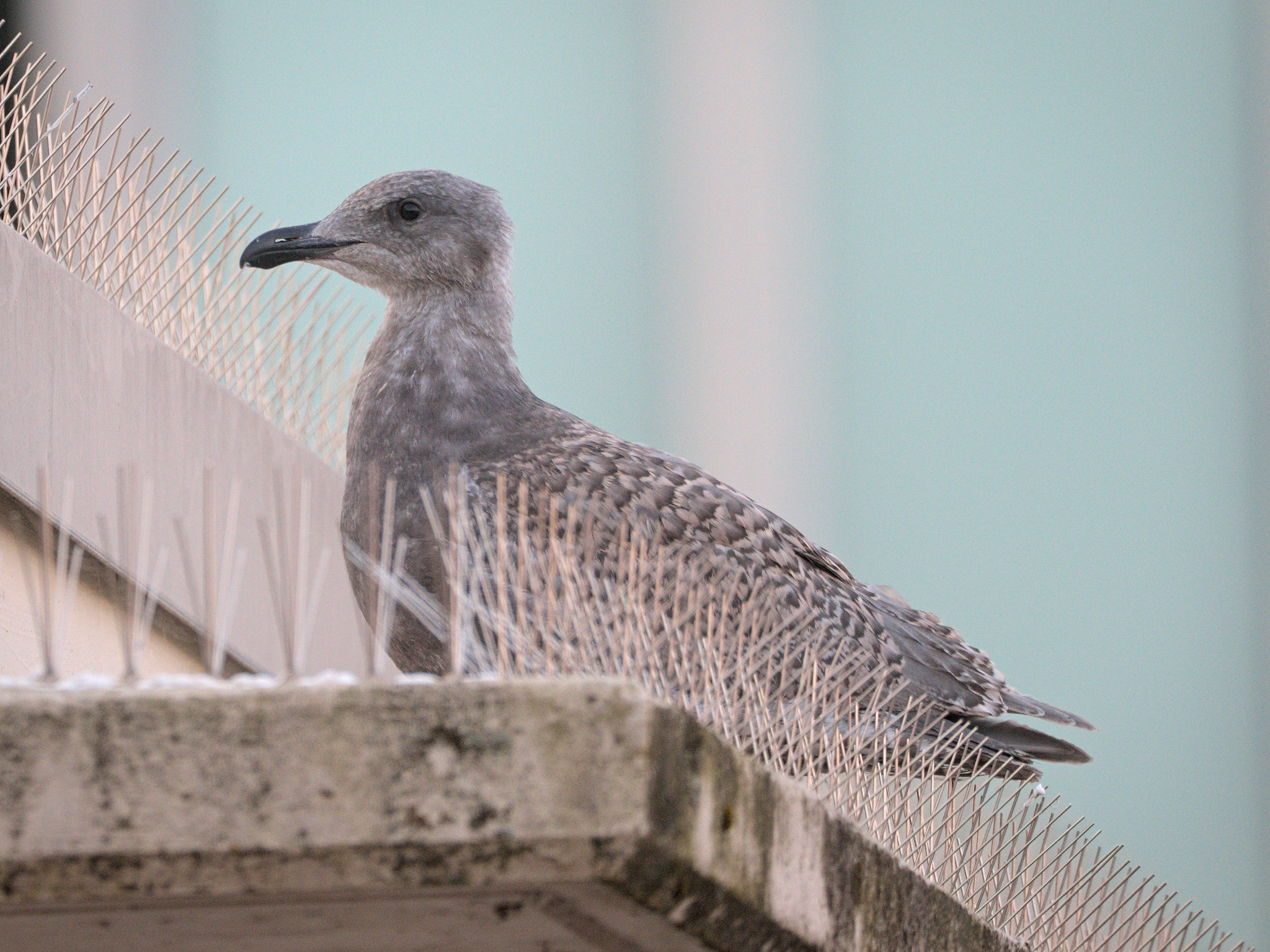 Beach Ave Nest
