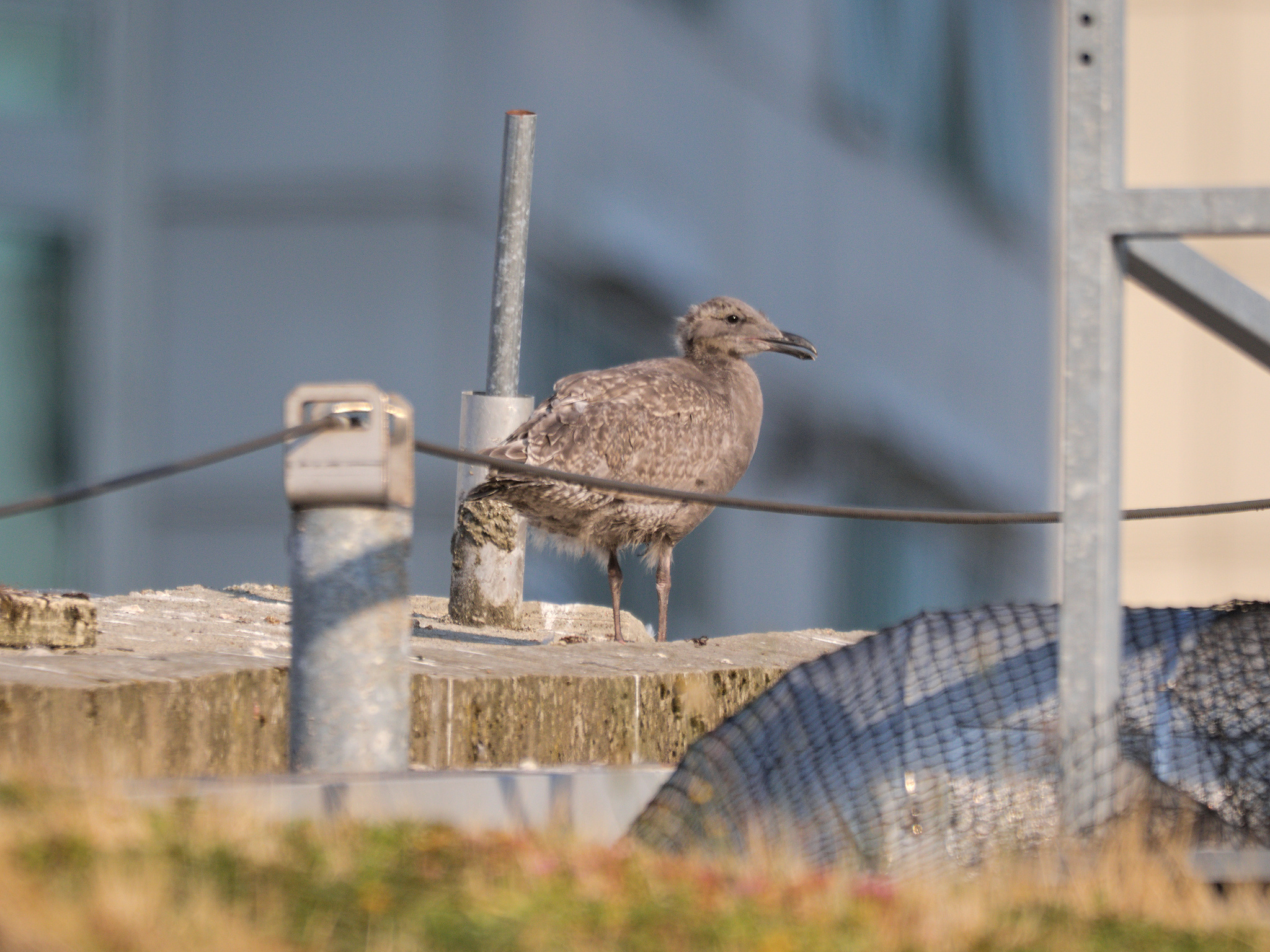Continental Nest