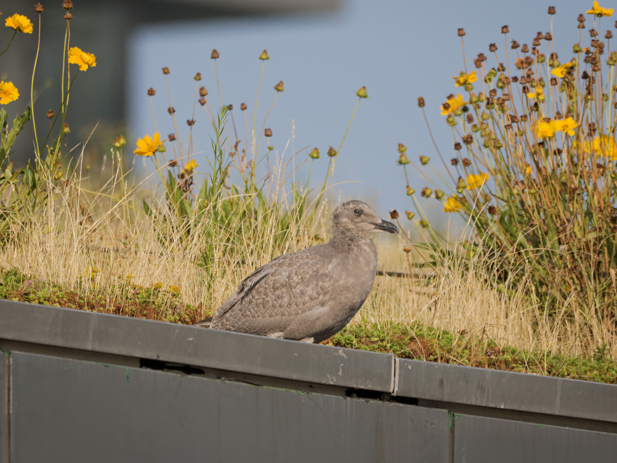University Nest