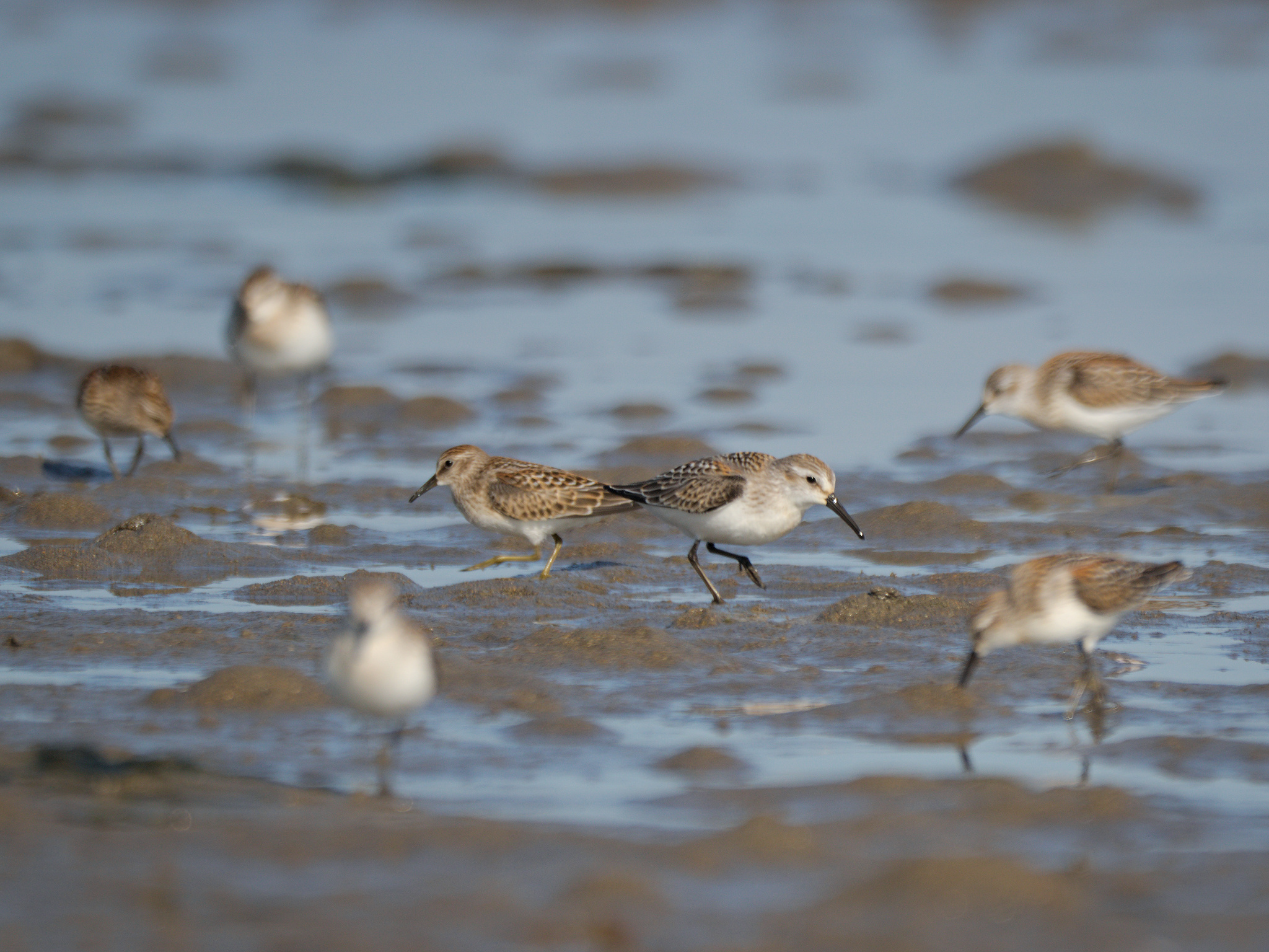 Western & Least Sandpipers