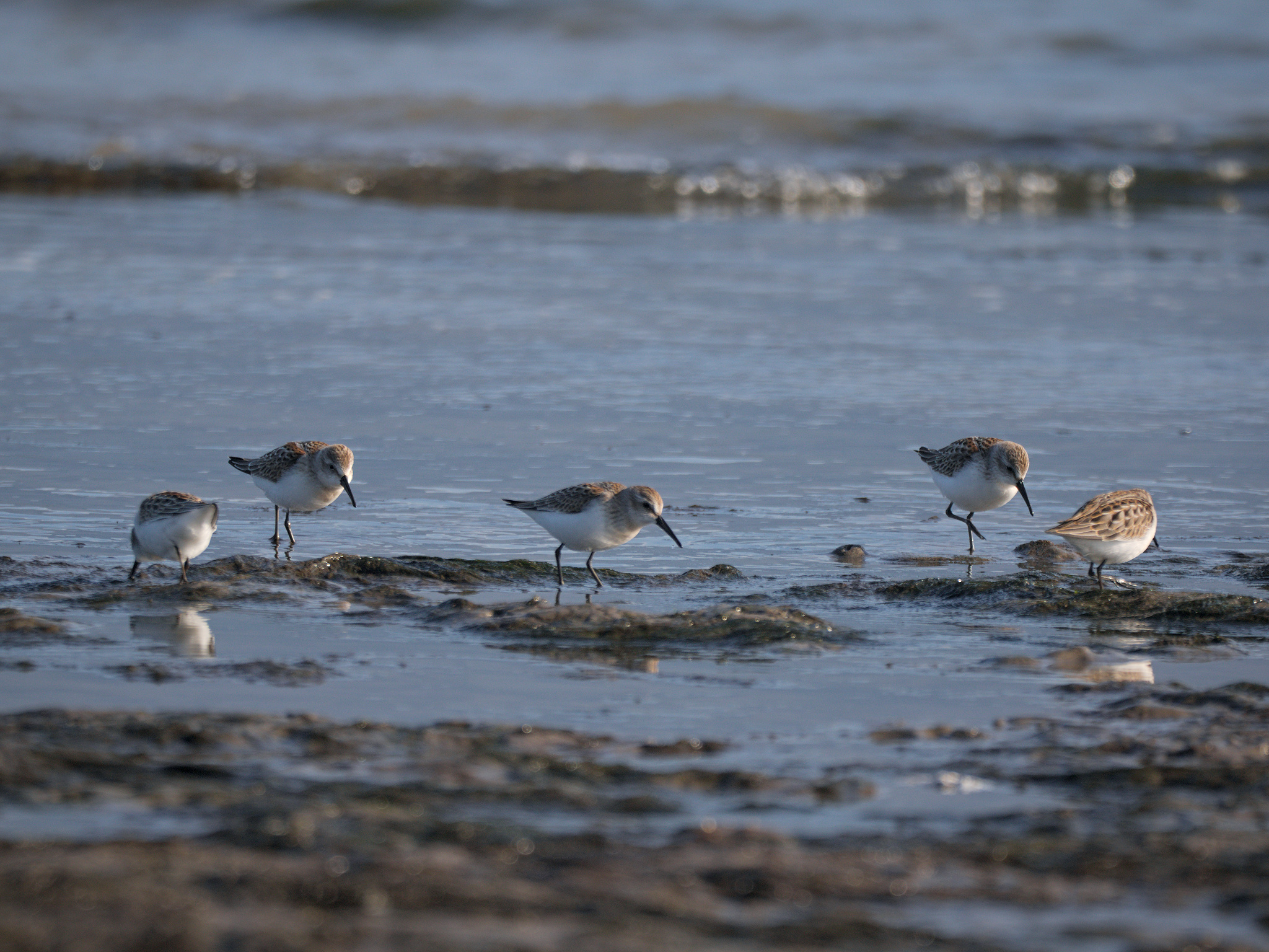 Western Sandpipers