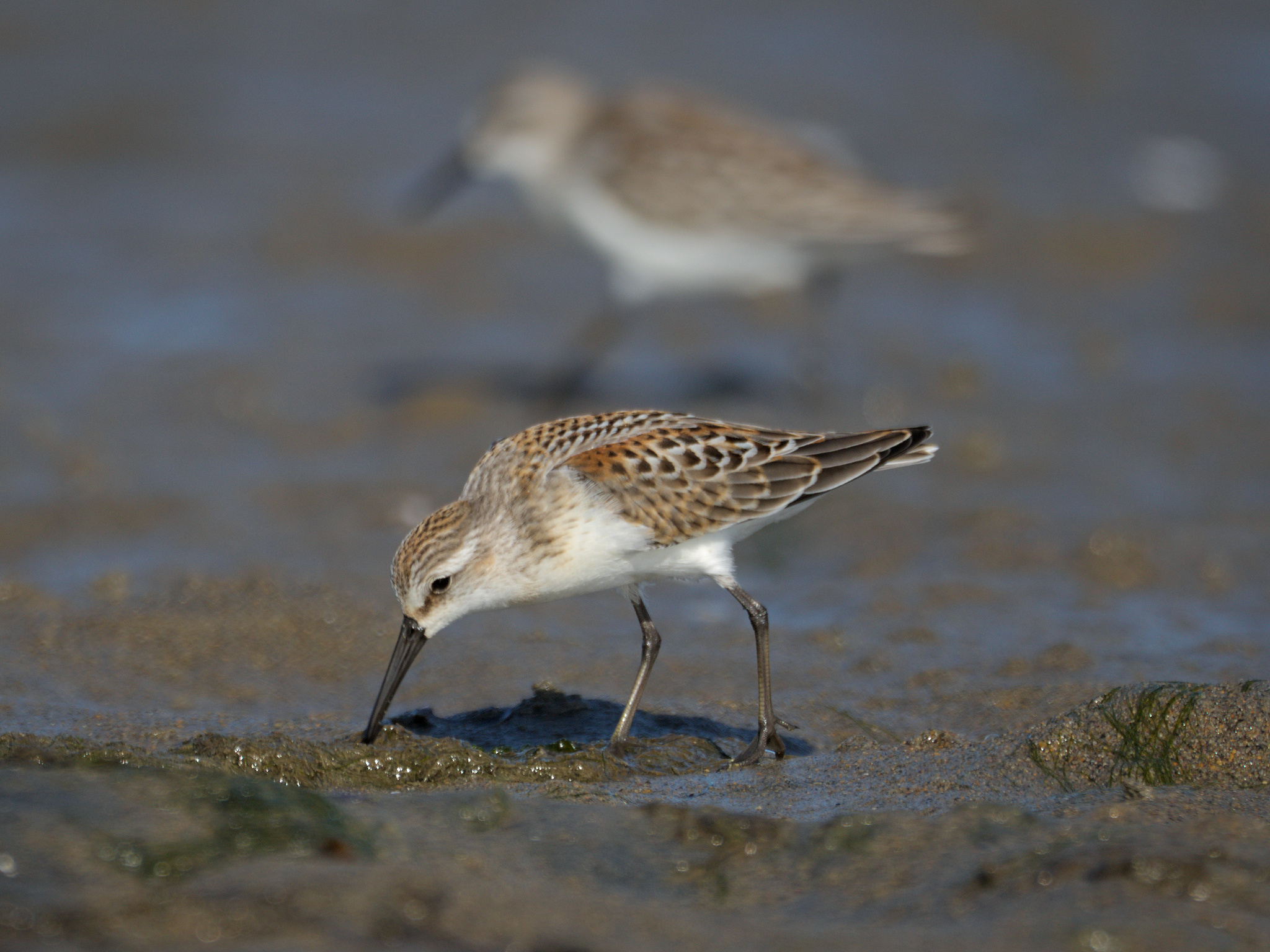 Western Sandpiper
