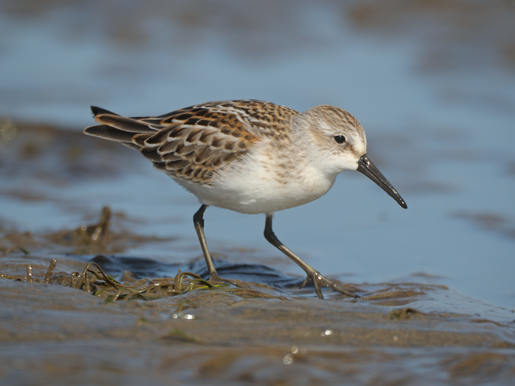 Western Sandpiper