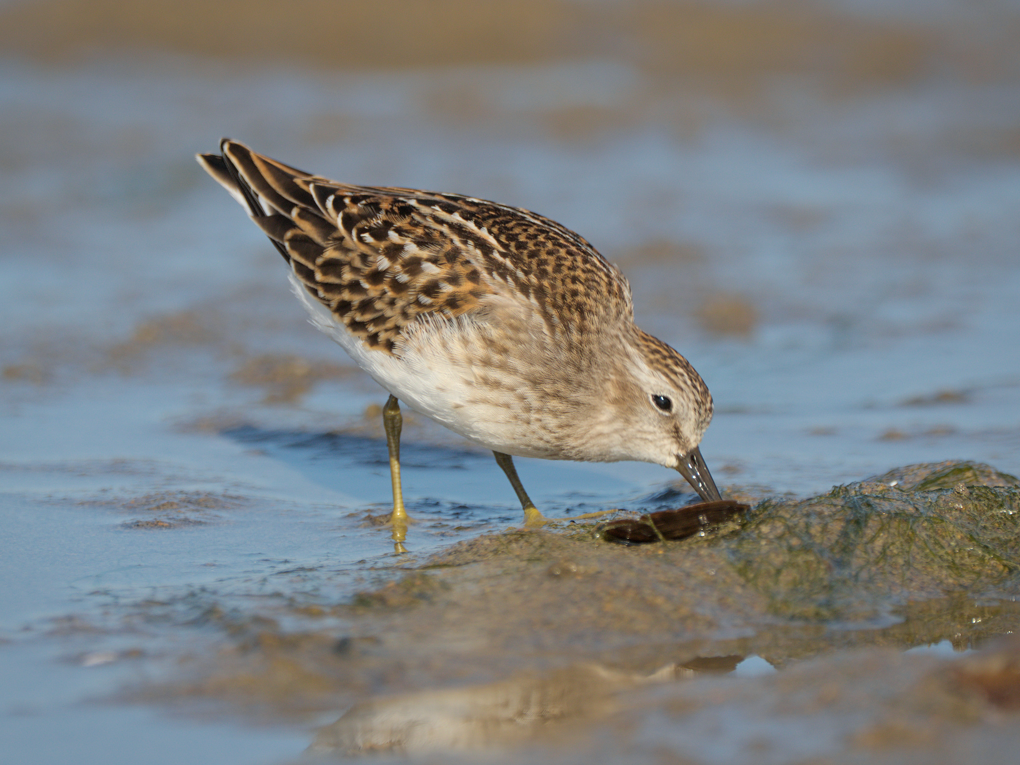 Least Sandpiper
