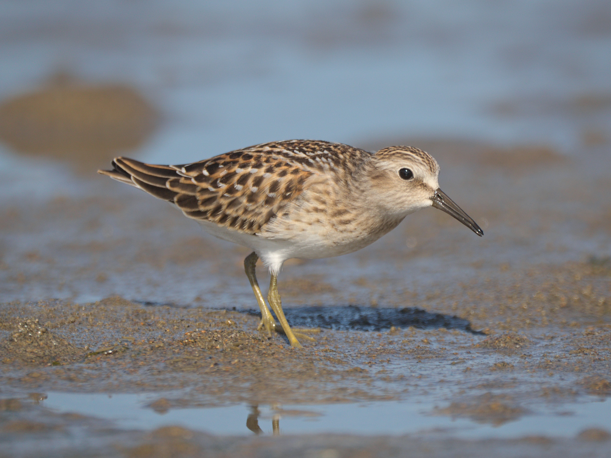 Least Sandpiper