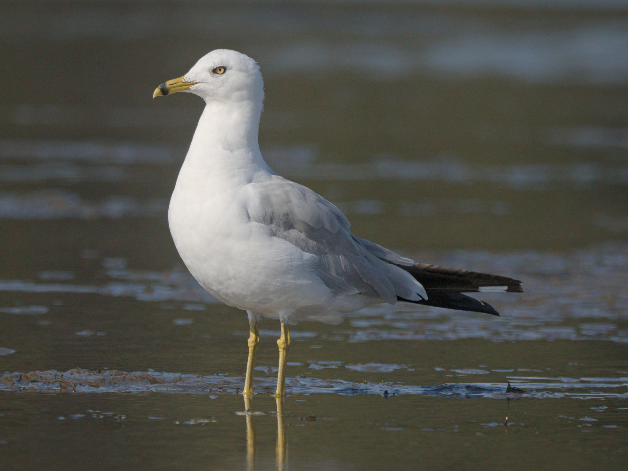 Ring-billed Gull