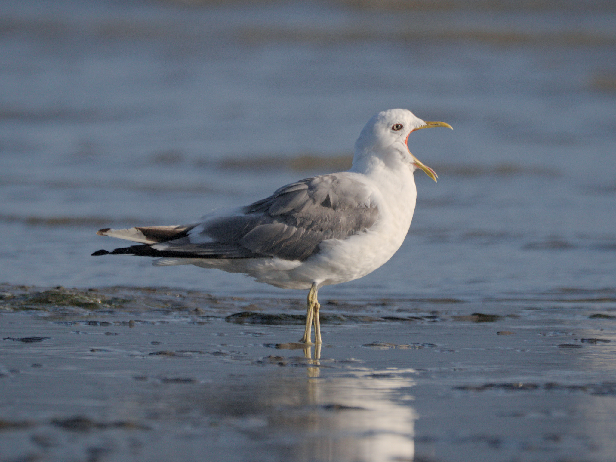 Short-billed Gull