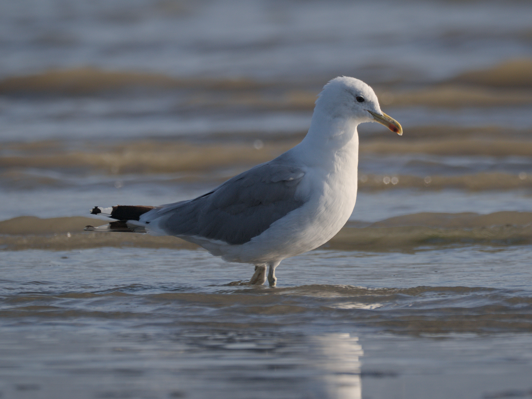 California Gull