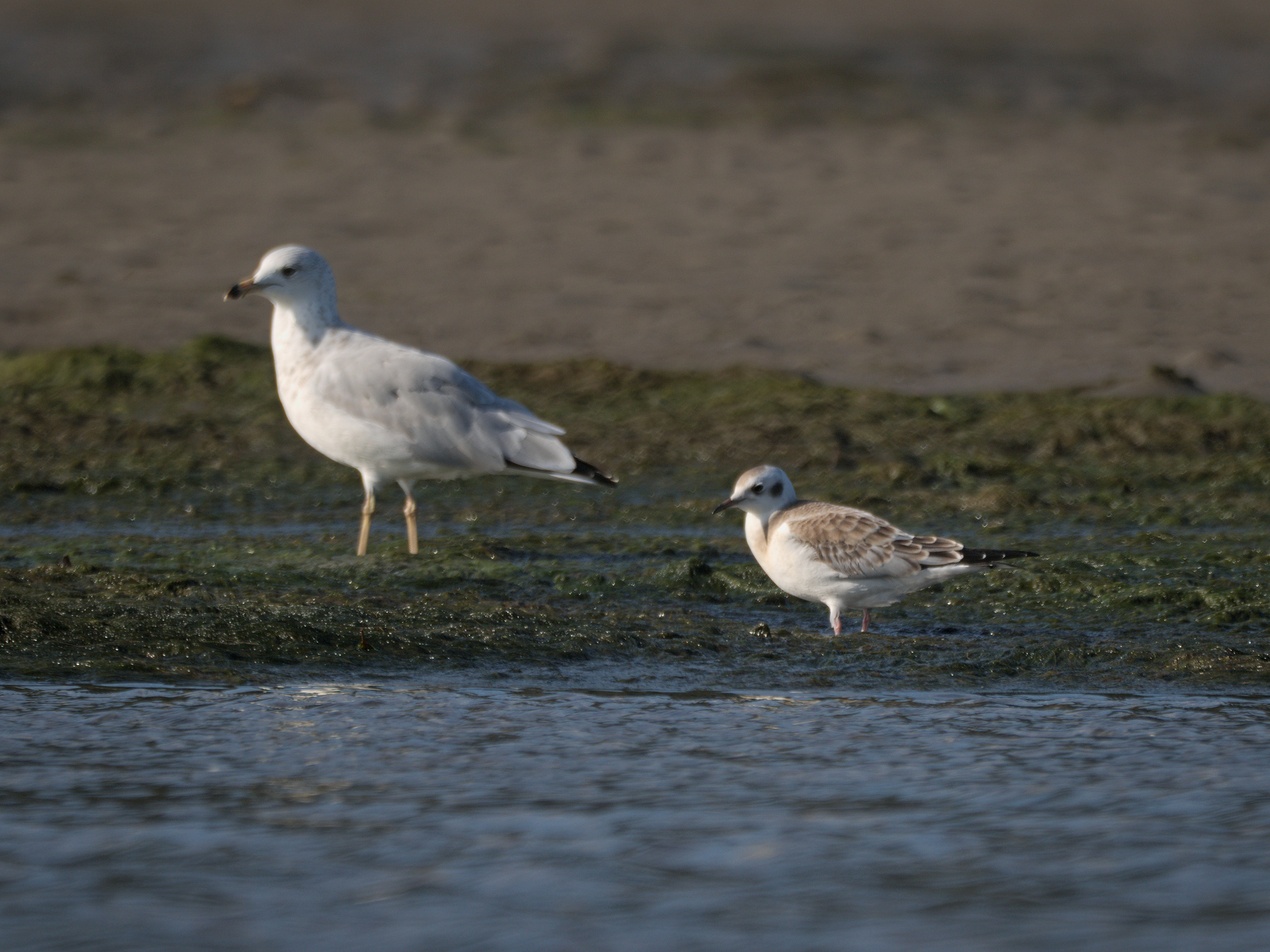 Bonaparte's Gull