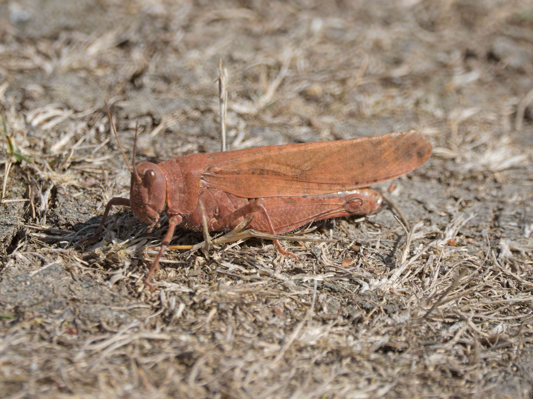Carolina Grasshopper