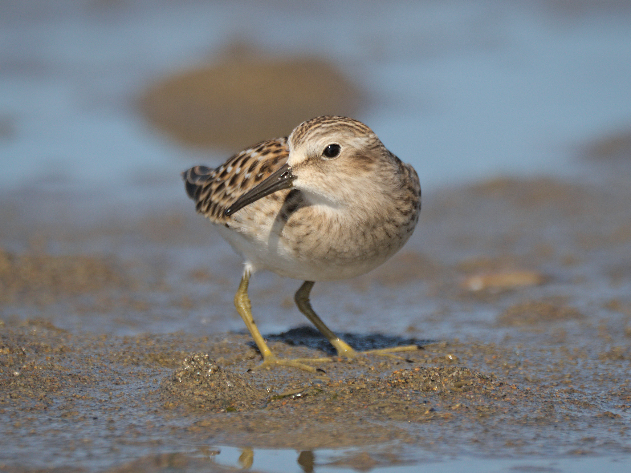 Least Sandpiper