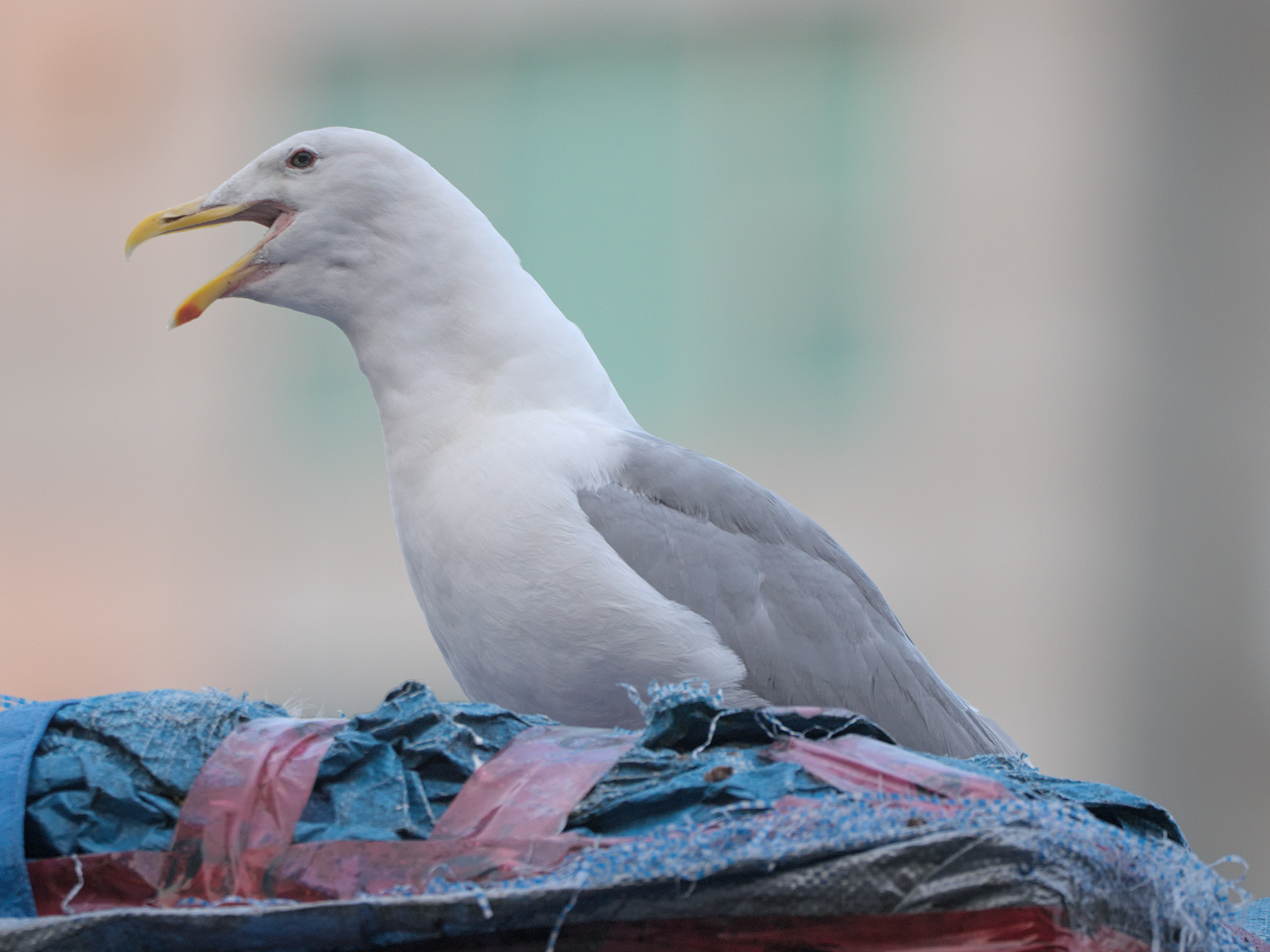 Calling Gull
