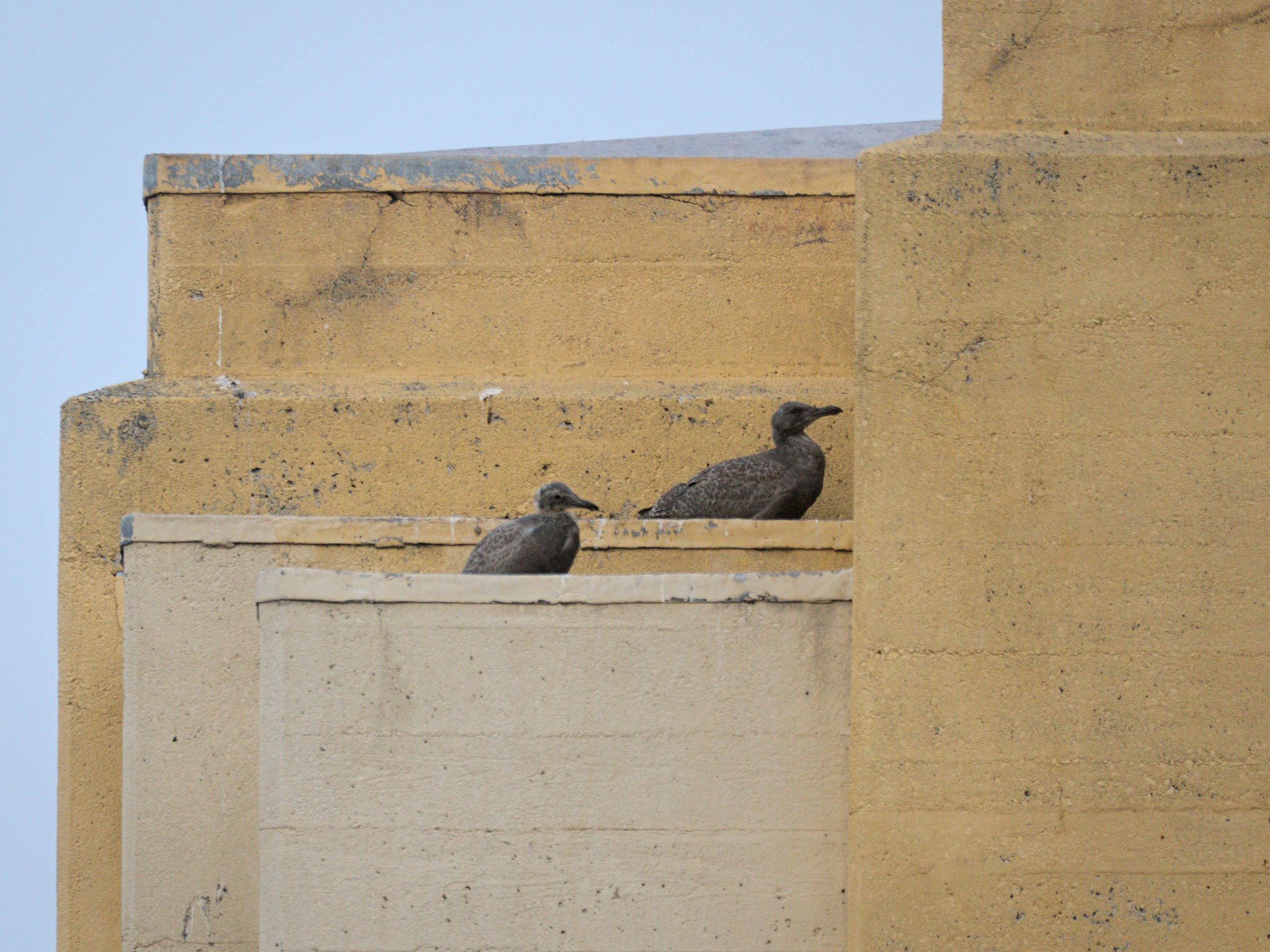 Burrard Nest #3