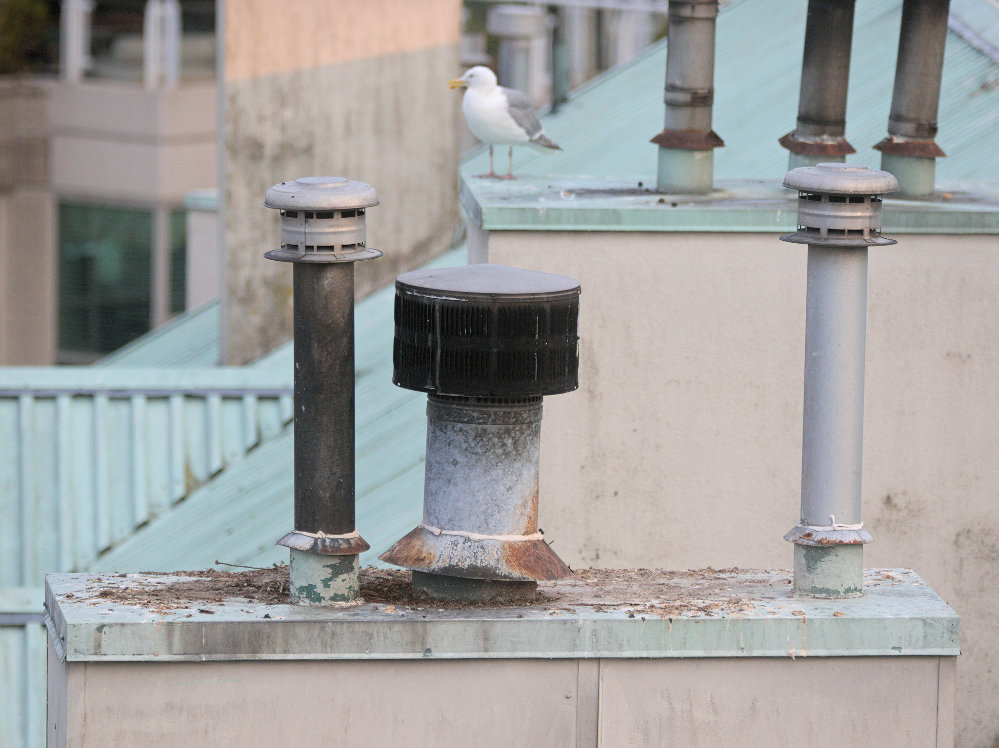 Chimney Nest