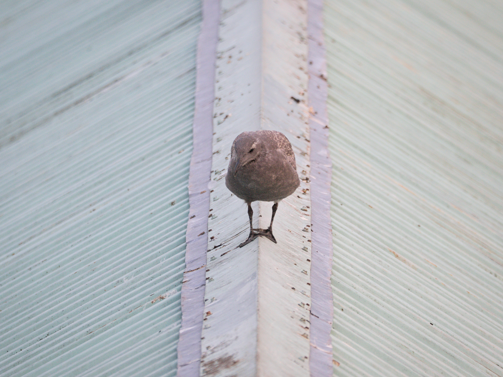 Chimney Nest fledgling