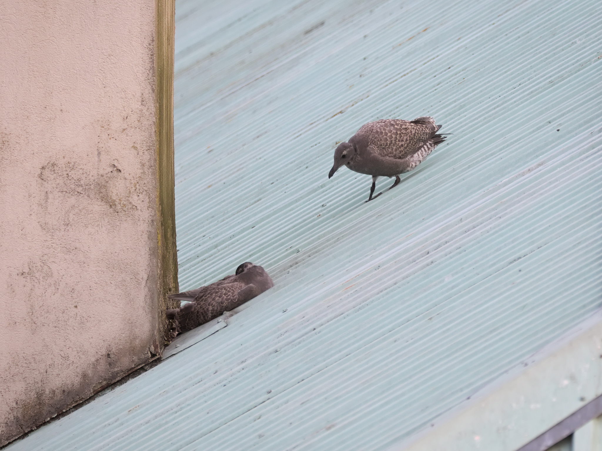 Chimney Nest fledglings