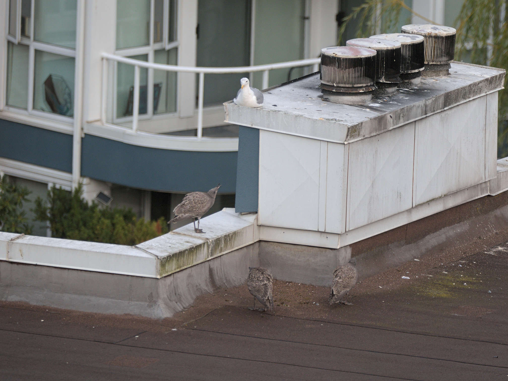 Lagoon Nest fledglings (?)