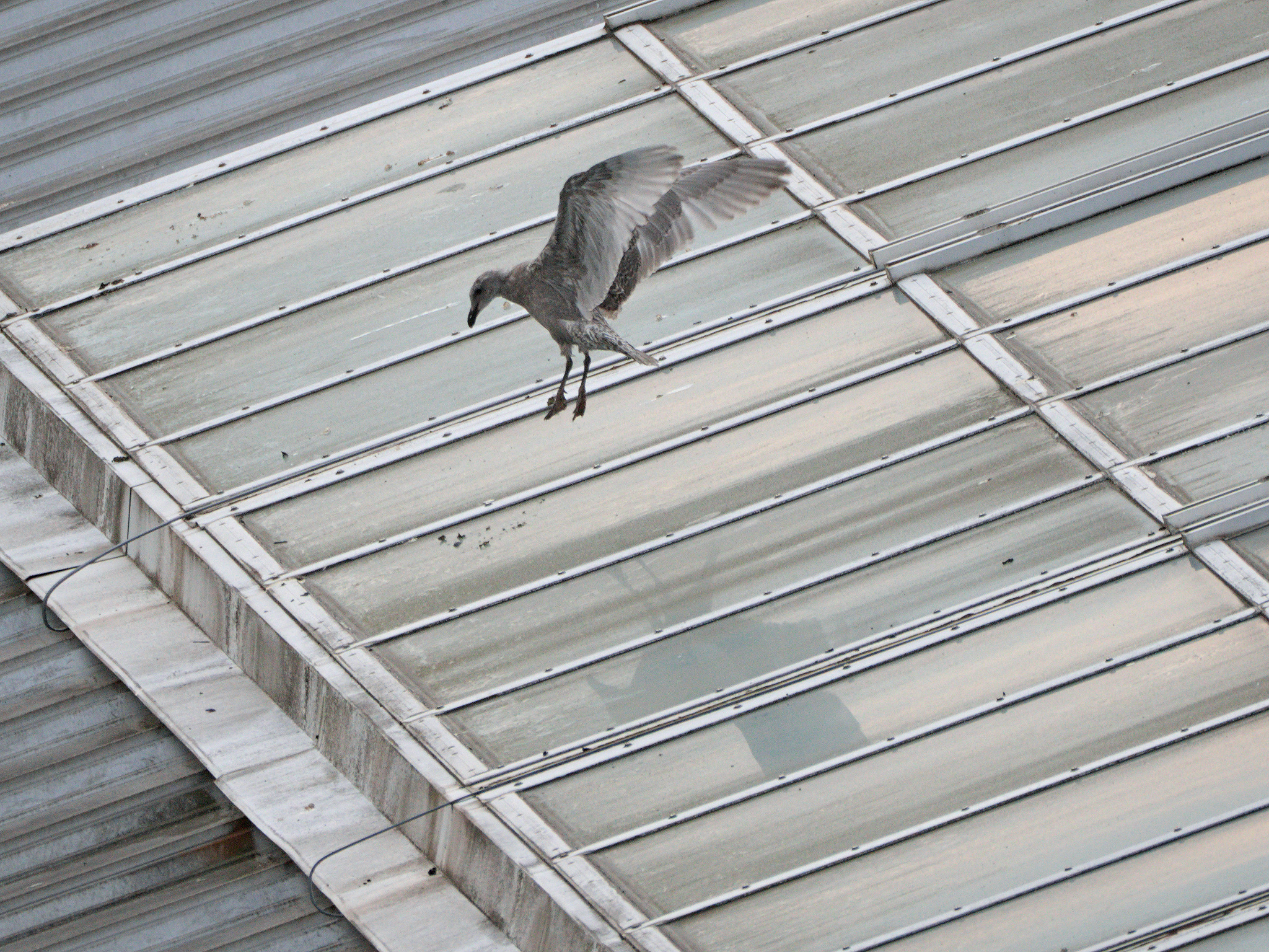Umbrella Nest fledgling (?)