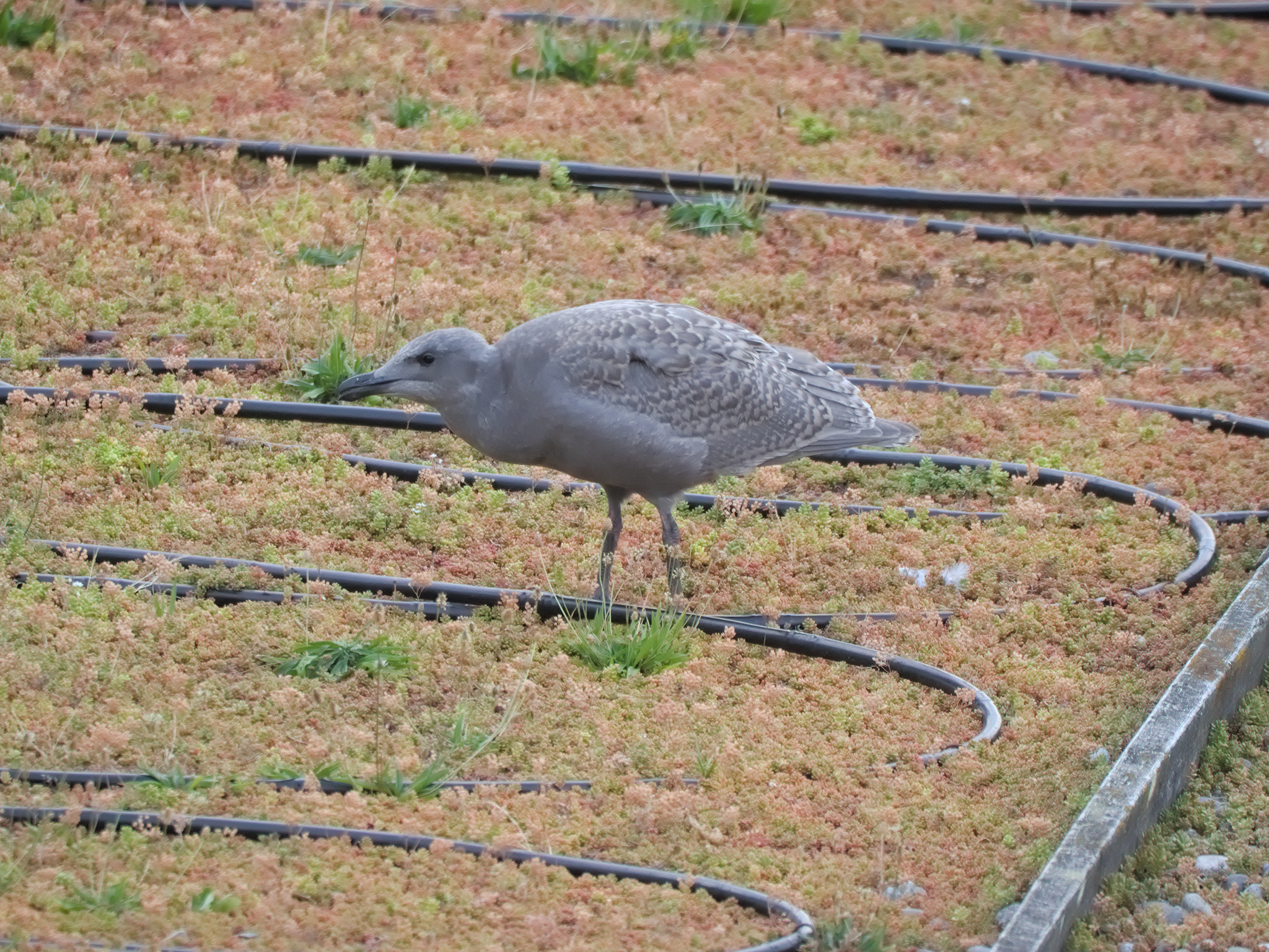 Silver Seas Nest fledgling