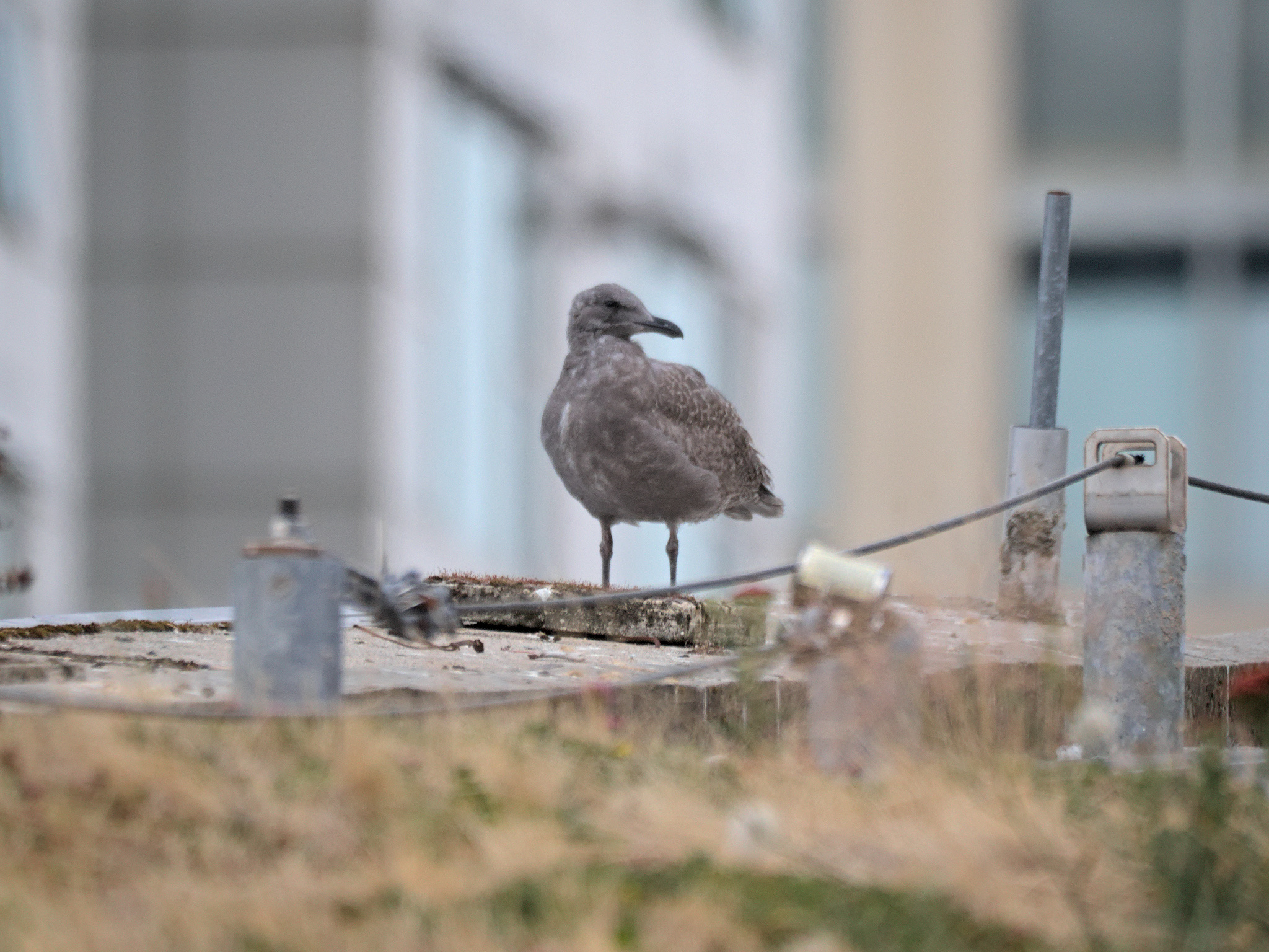 Continental Nest
