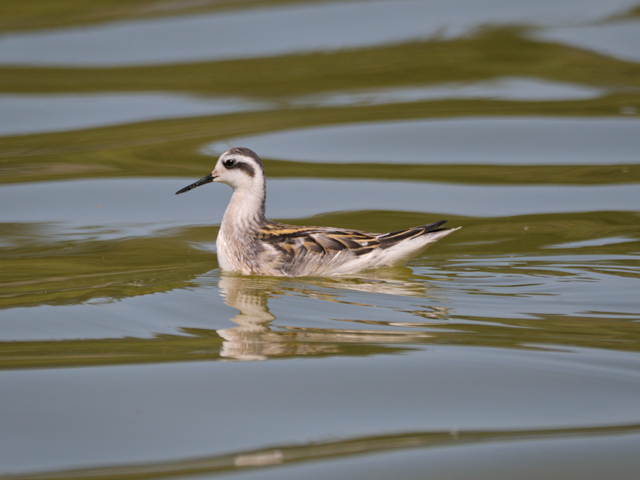 Red-necked Phalarope (*Phalaropus lobatus*)