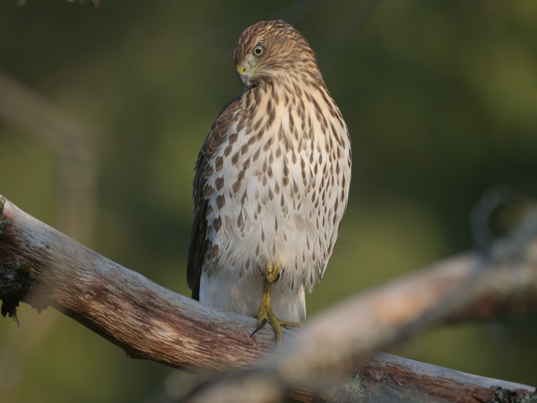 Cooper's Hawk (*Astur cooperii*)