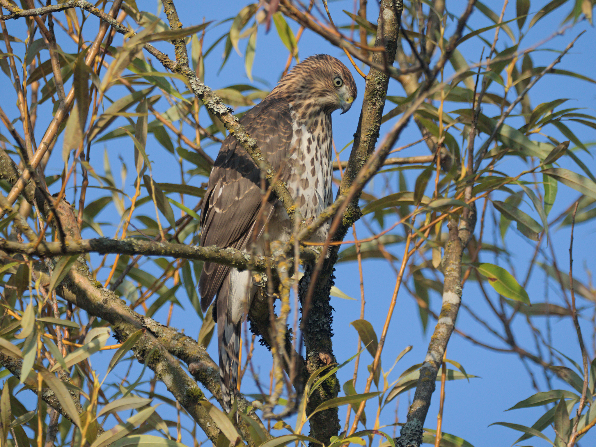 Cooper's Hawk (*Astur cooperii*)