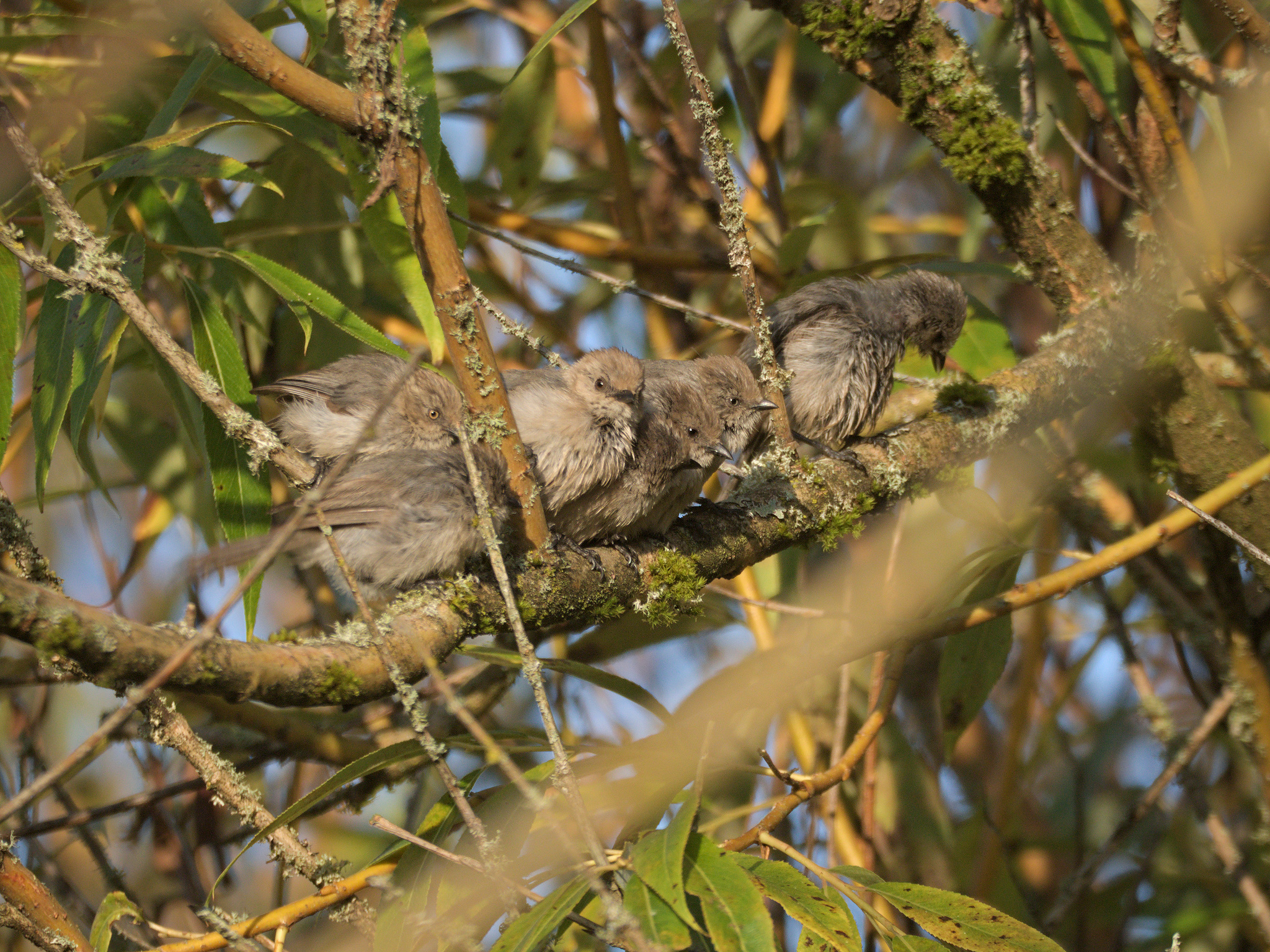 Bushtits (*Psaltriparus minimus*)