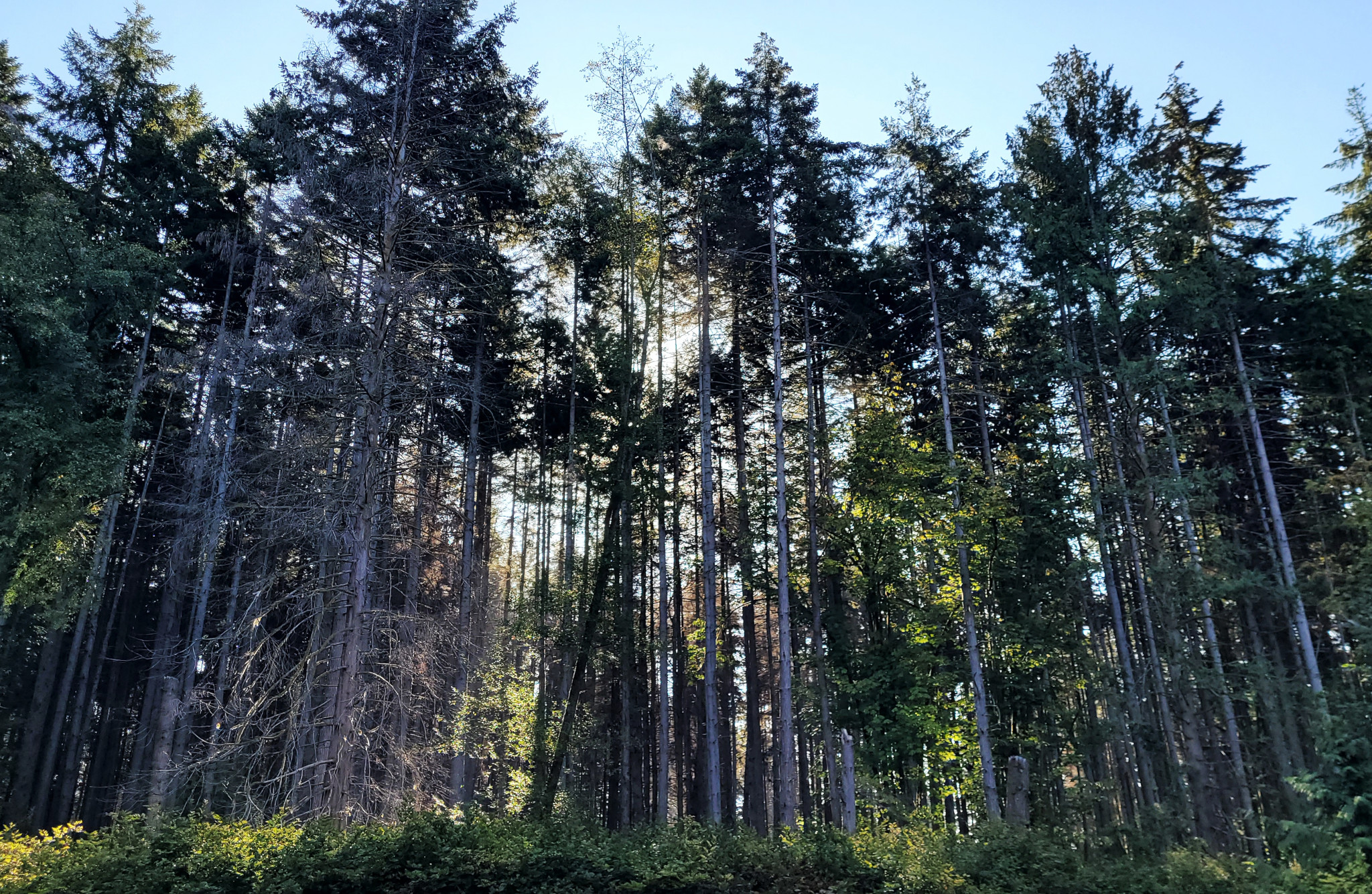 Trees near Meadow Trail