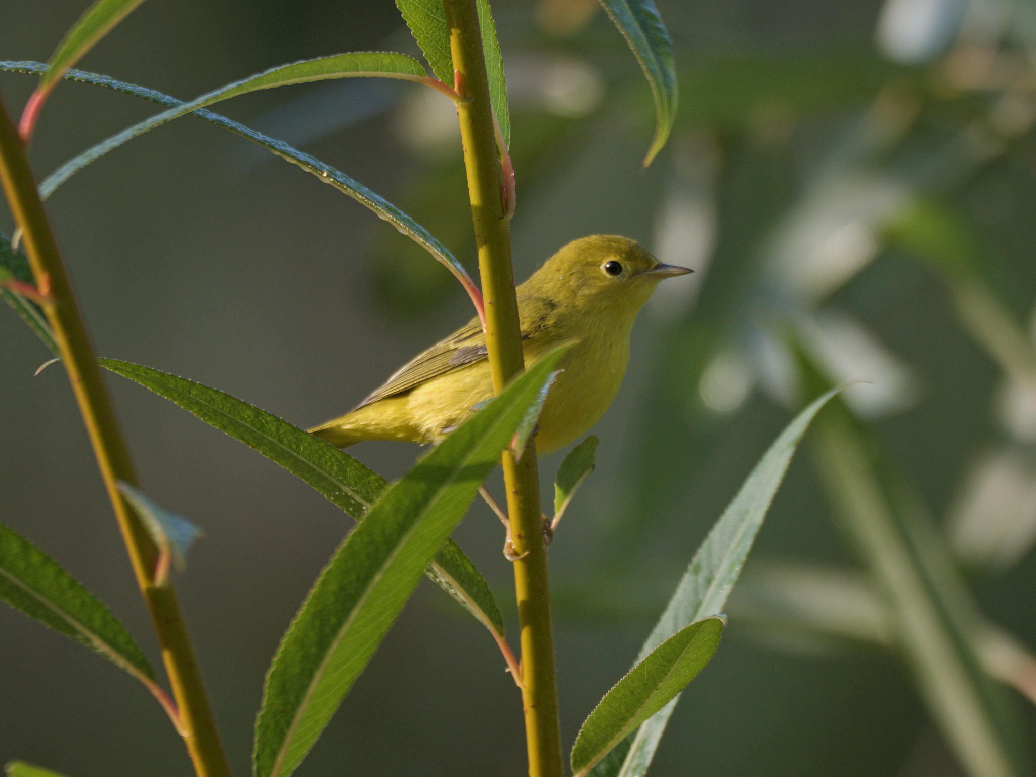 Northern Yellow Warbler (*Setophaga aestiva*)