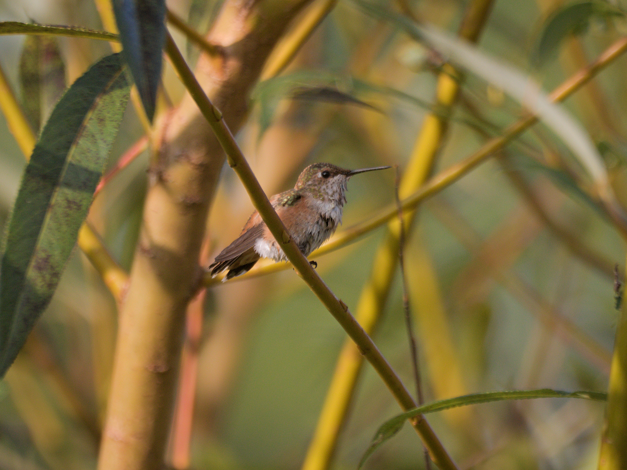 Rufous Hummingbird (*Selasphorus rufus*)