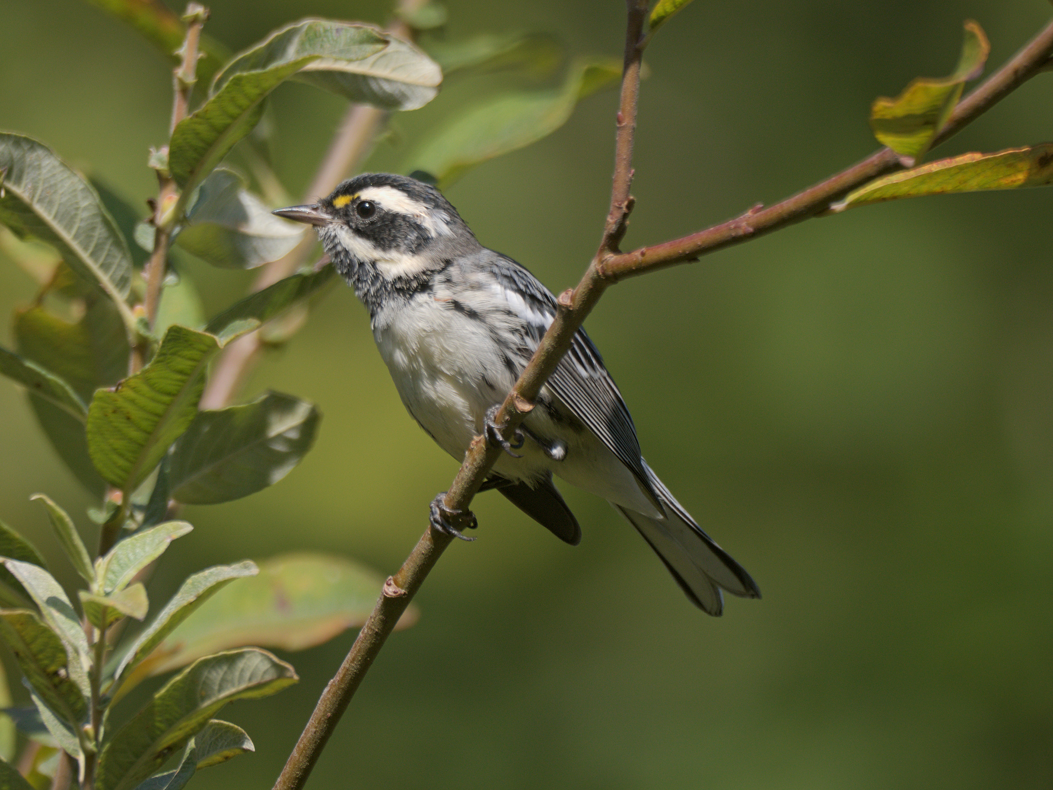 Black-throated Gray Warbler (*Setophaga nigrescens*)