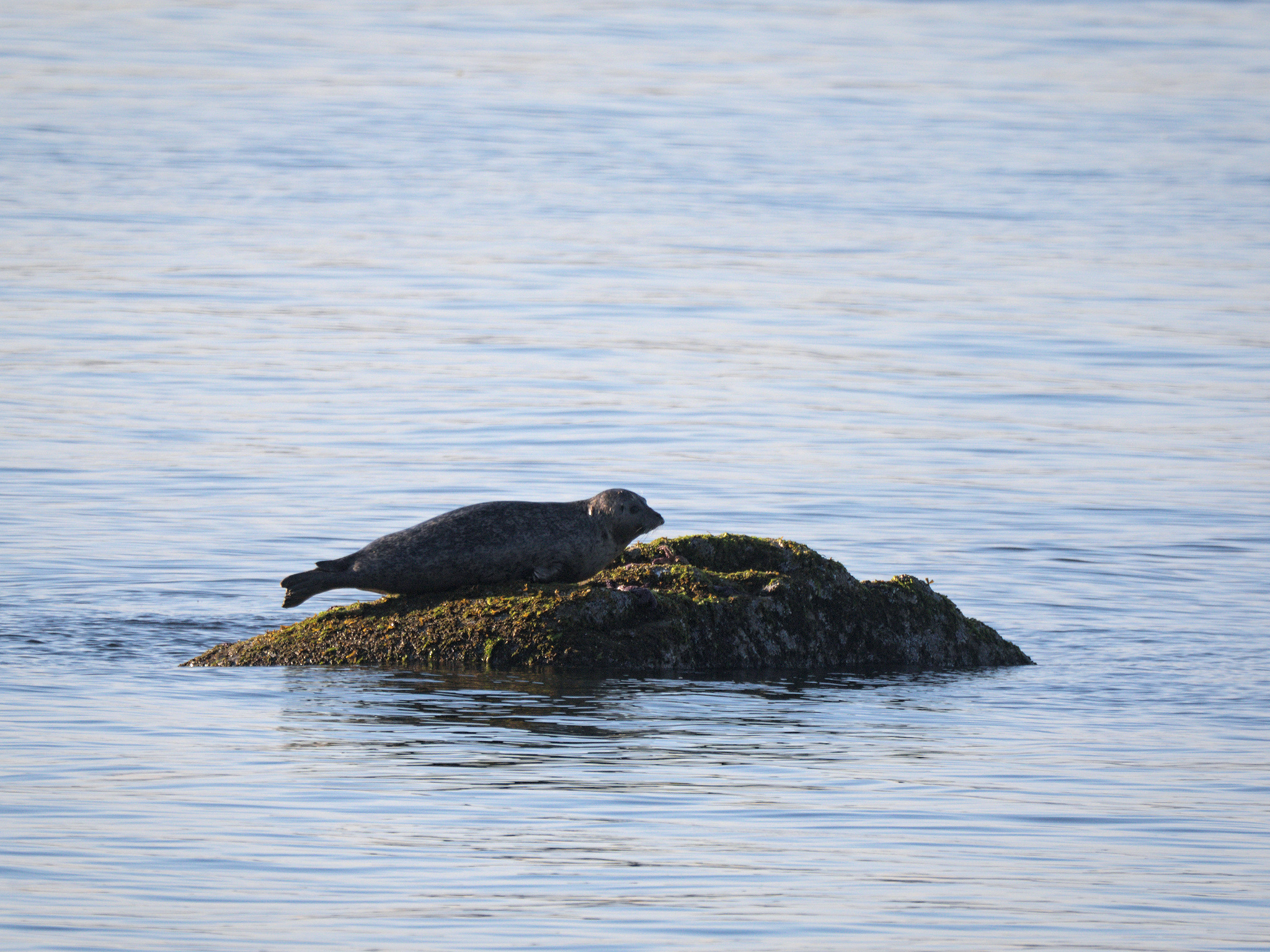 Harbour Seal (*Phoca vitulin*)