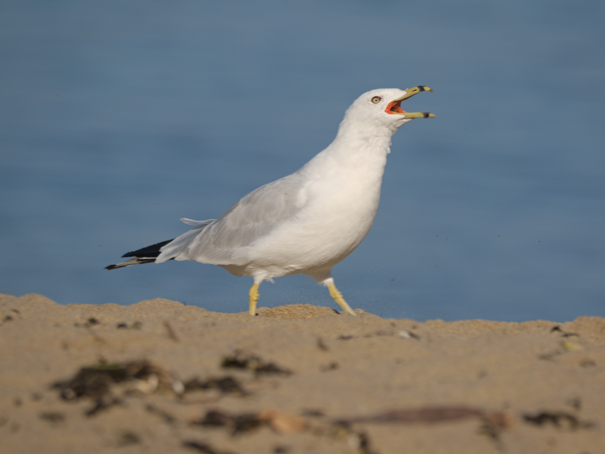 Ring-billed Gull (*Larus delawarensis*)